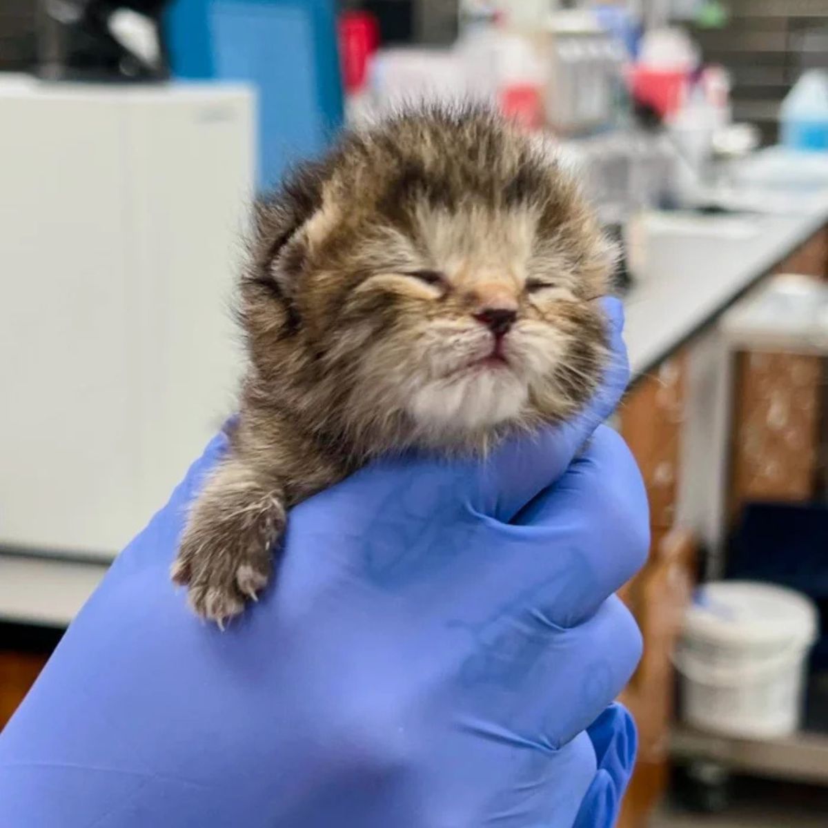 newborn kitten