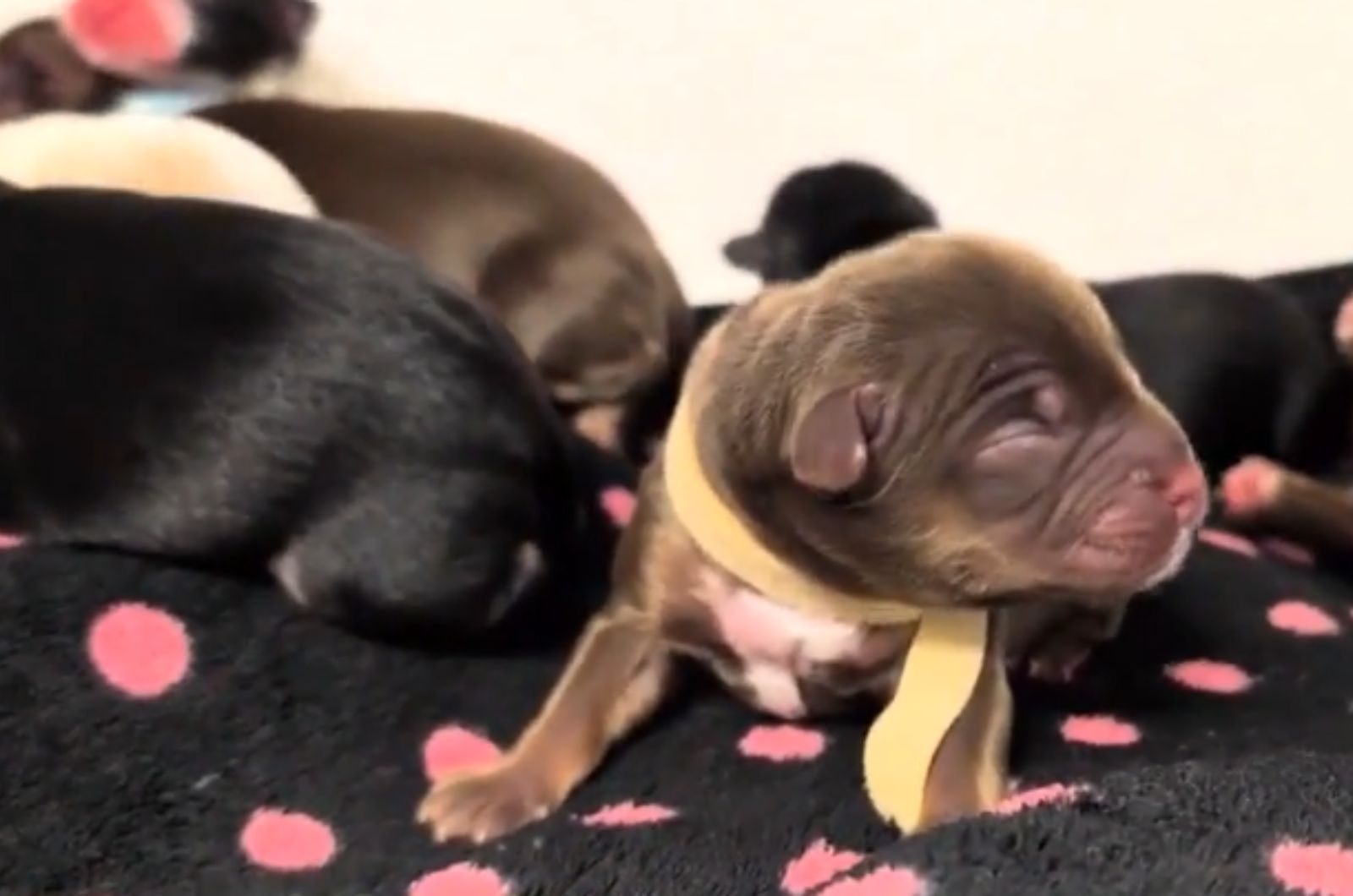 newborn puppies