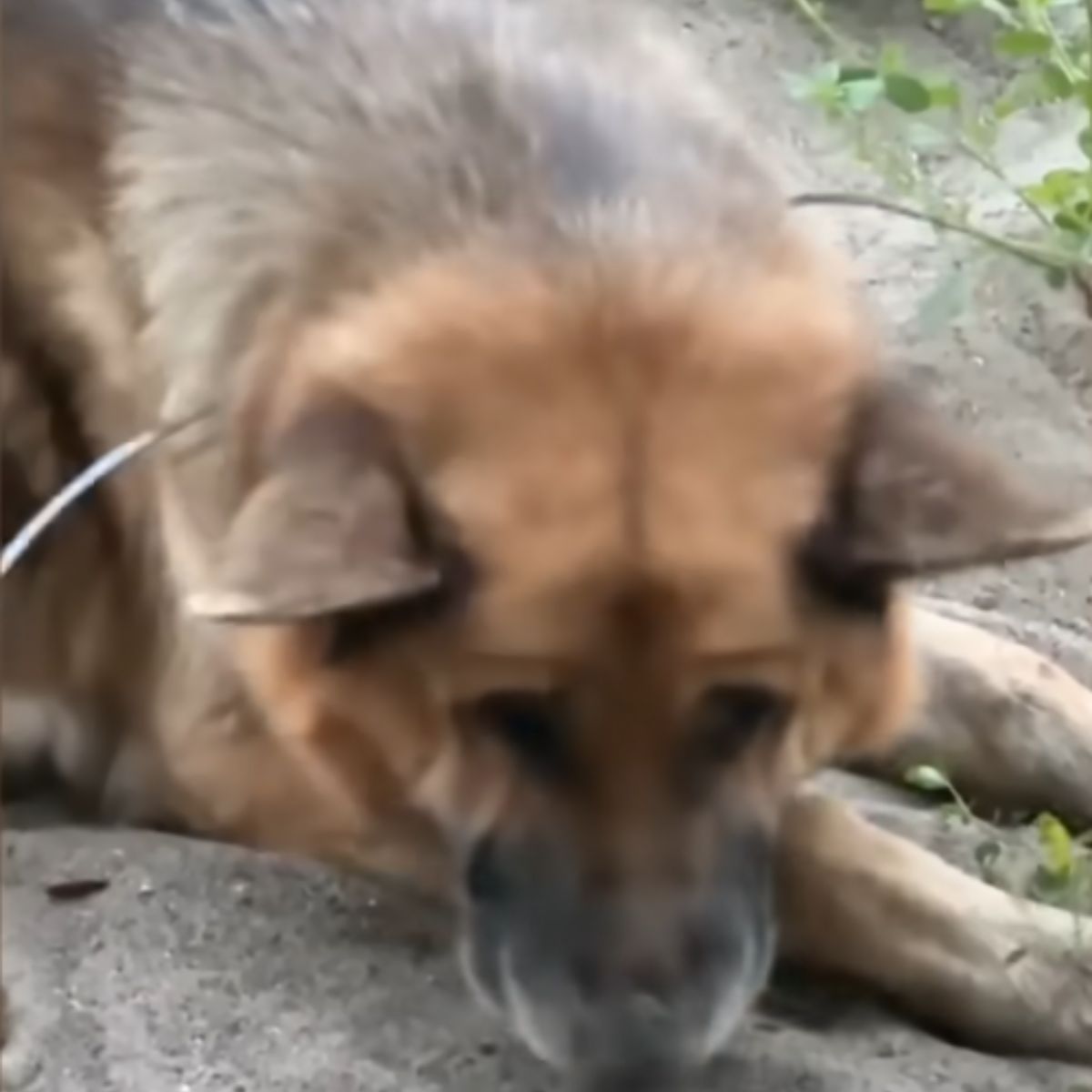 old dog laying down