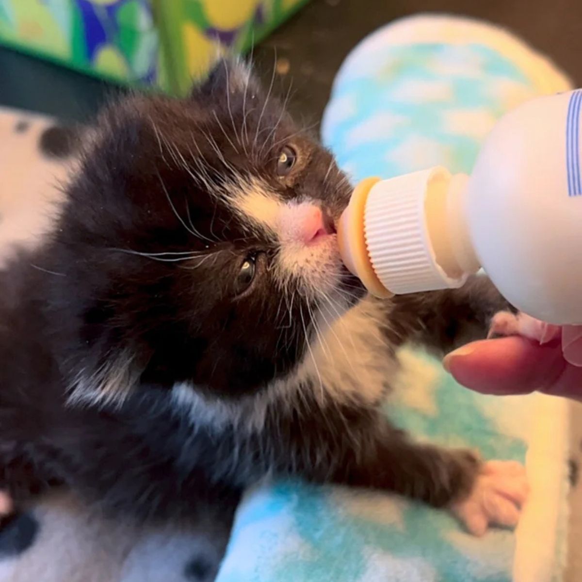 owner feeding a tiny kitten