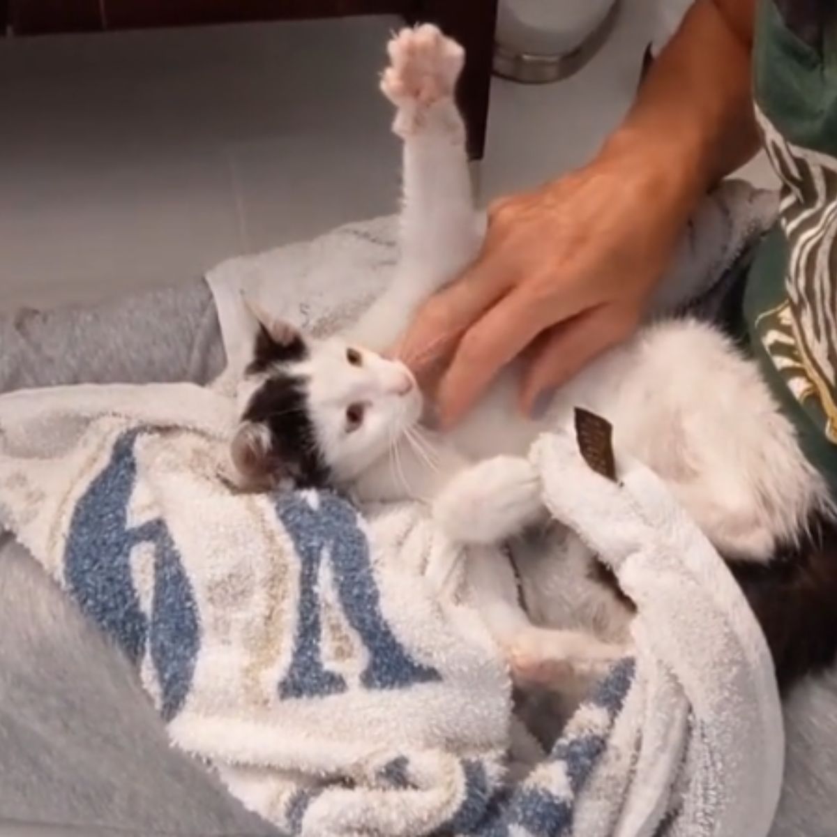 owner playing with cat