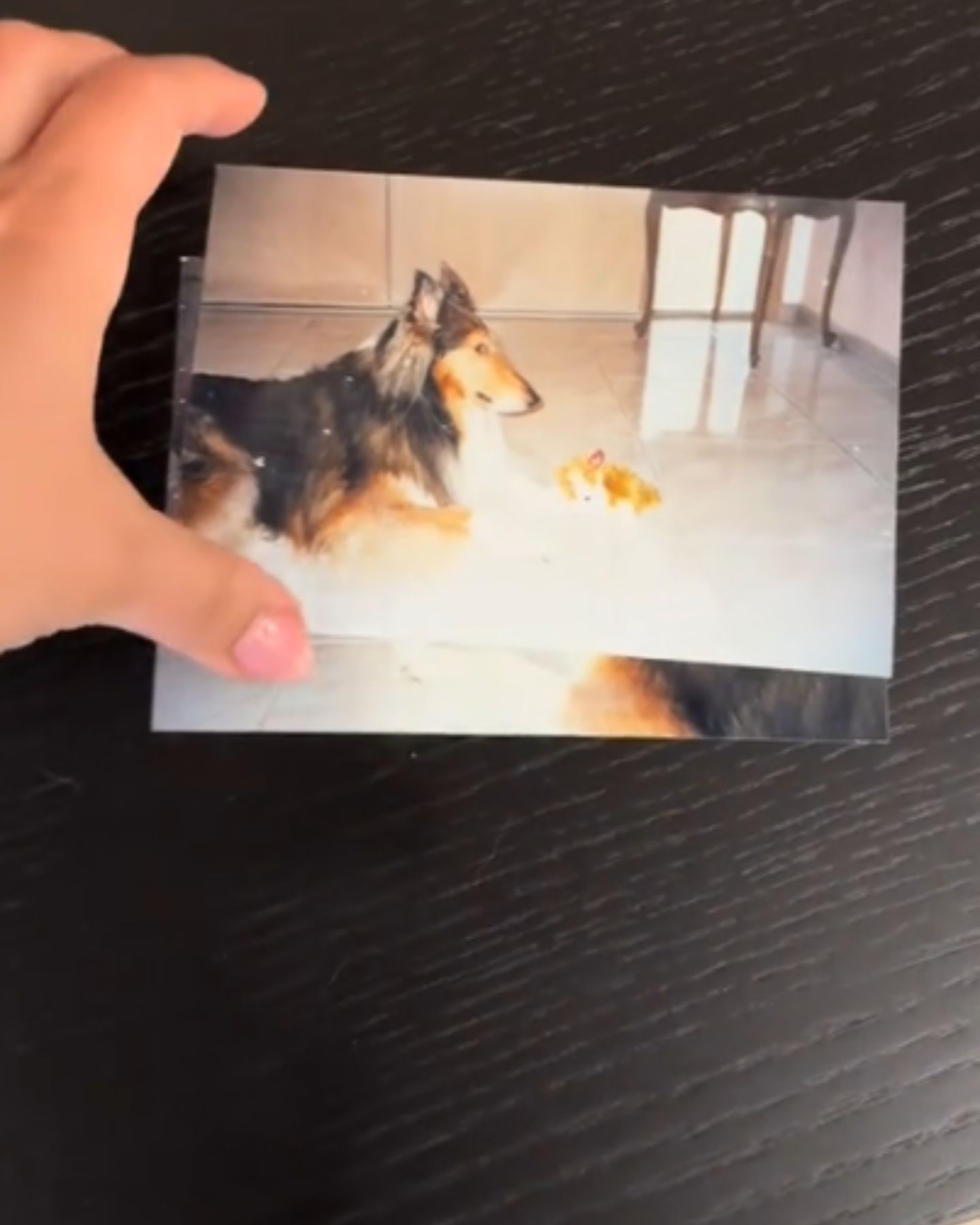 picture with dog on it