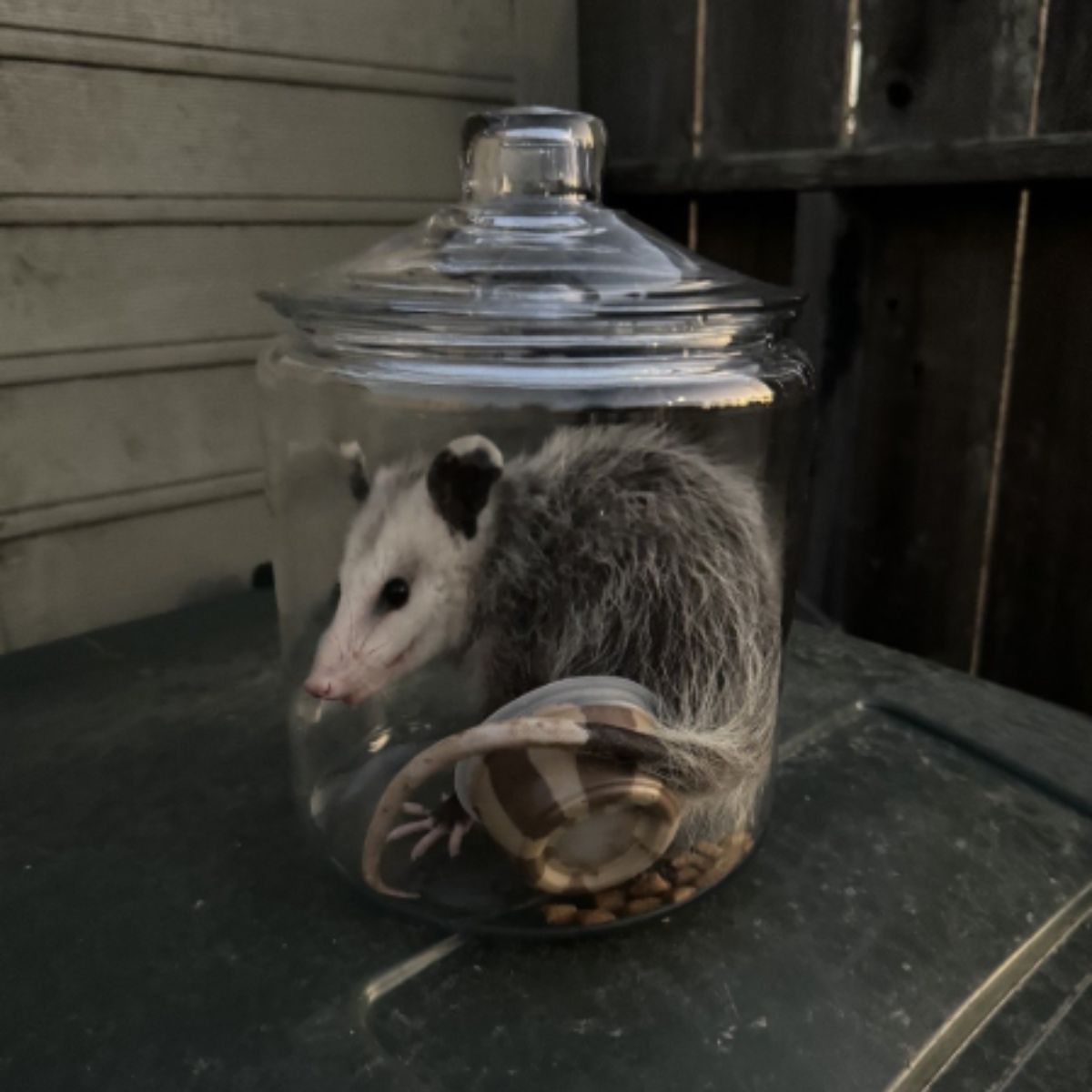 possum in jar
