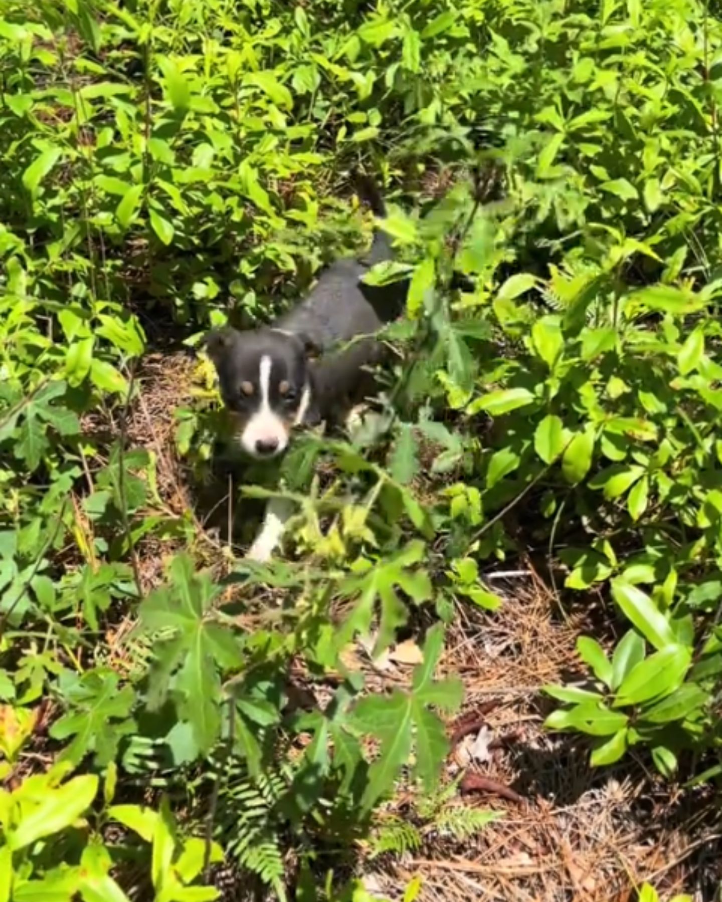 puppy in bushes