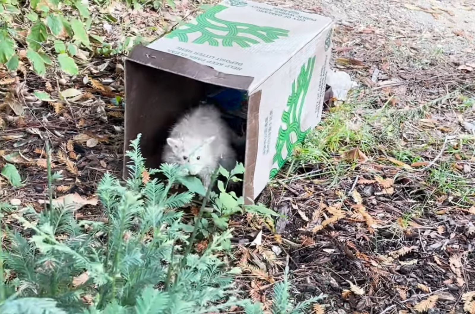 raccoon in box