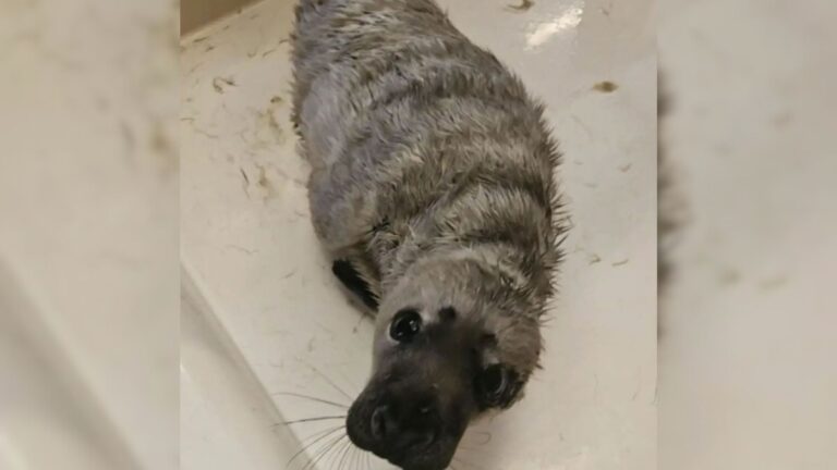 Rescuers Save Orphaned Seal Pup, Then Spot Something Incredible Beneath Her Fur