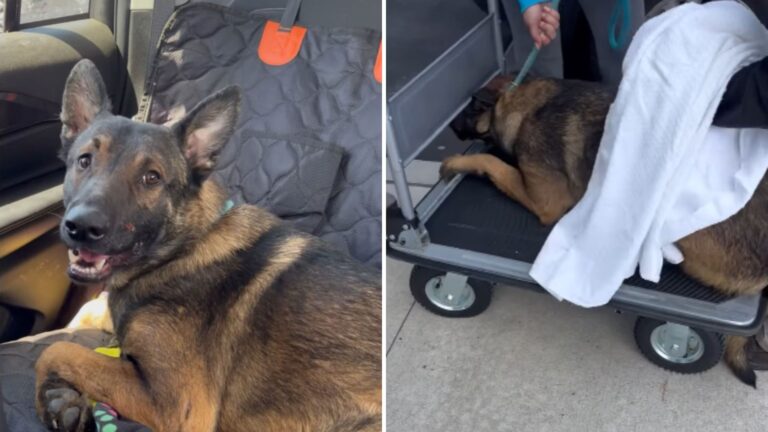NY Rescuers Couldn’t Understand Why This Dog Refused To Walk, Until A Familiar Face Showed Up