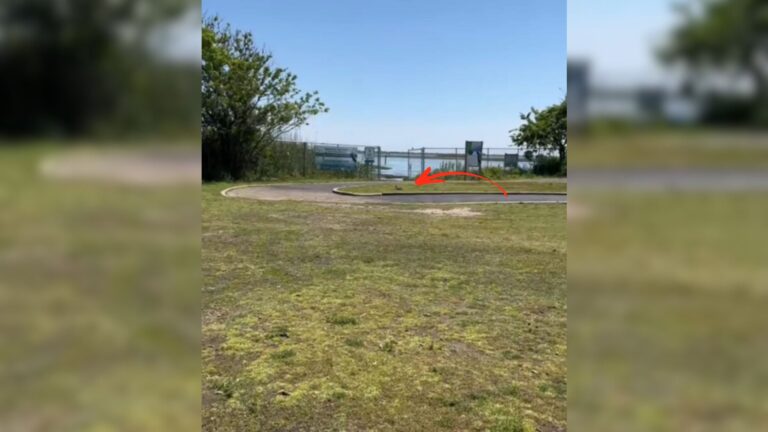 Woman Sees Something Gray And Limping In NY Park, Then Realizes It’s A Tiny Creature In Trouble