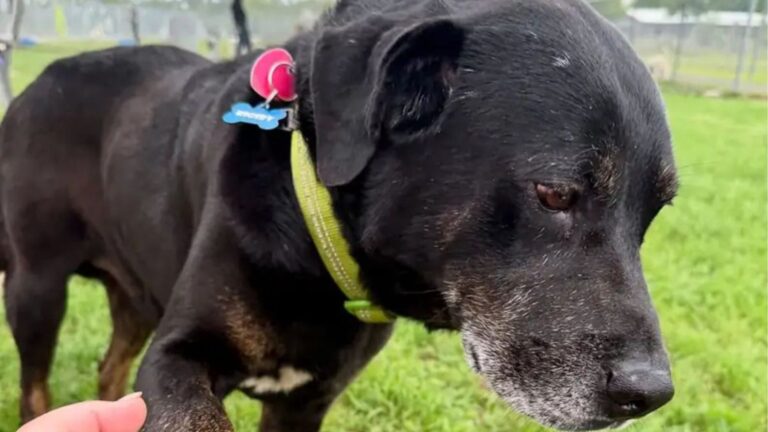 Montgomery Team Finds An Abandoned Dog In Park, Then Realizes He Has A Familiar Face