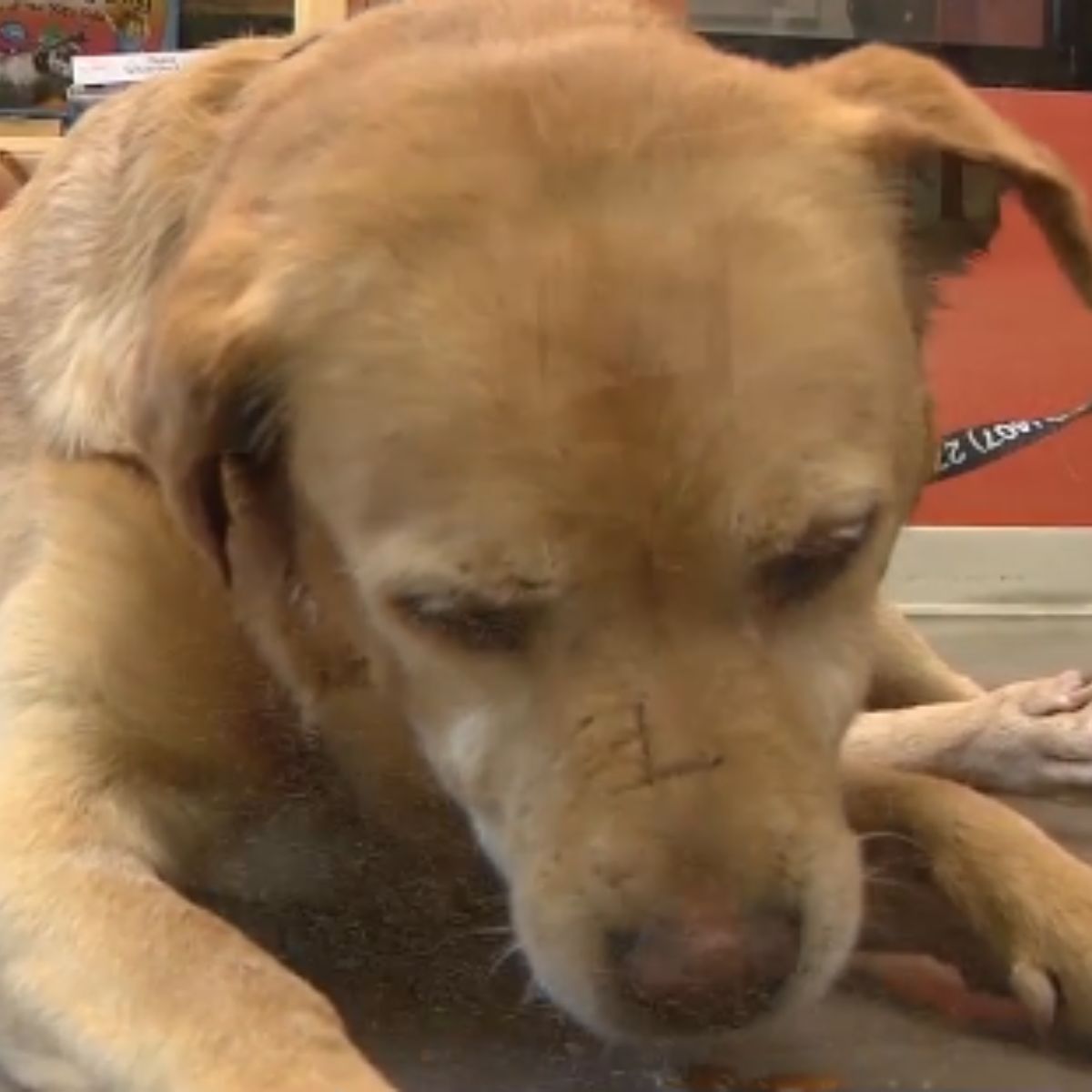 sad dog laying down