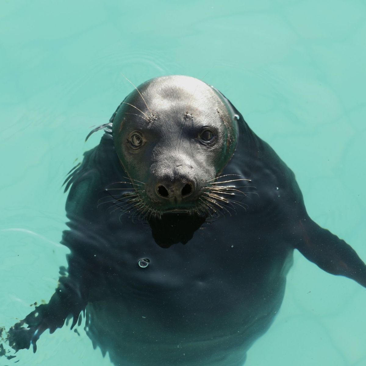 seal in water
