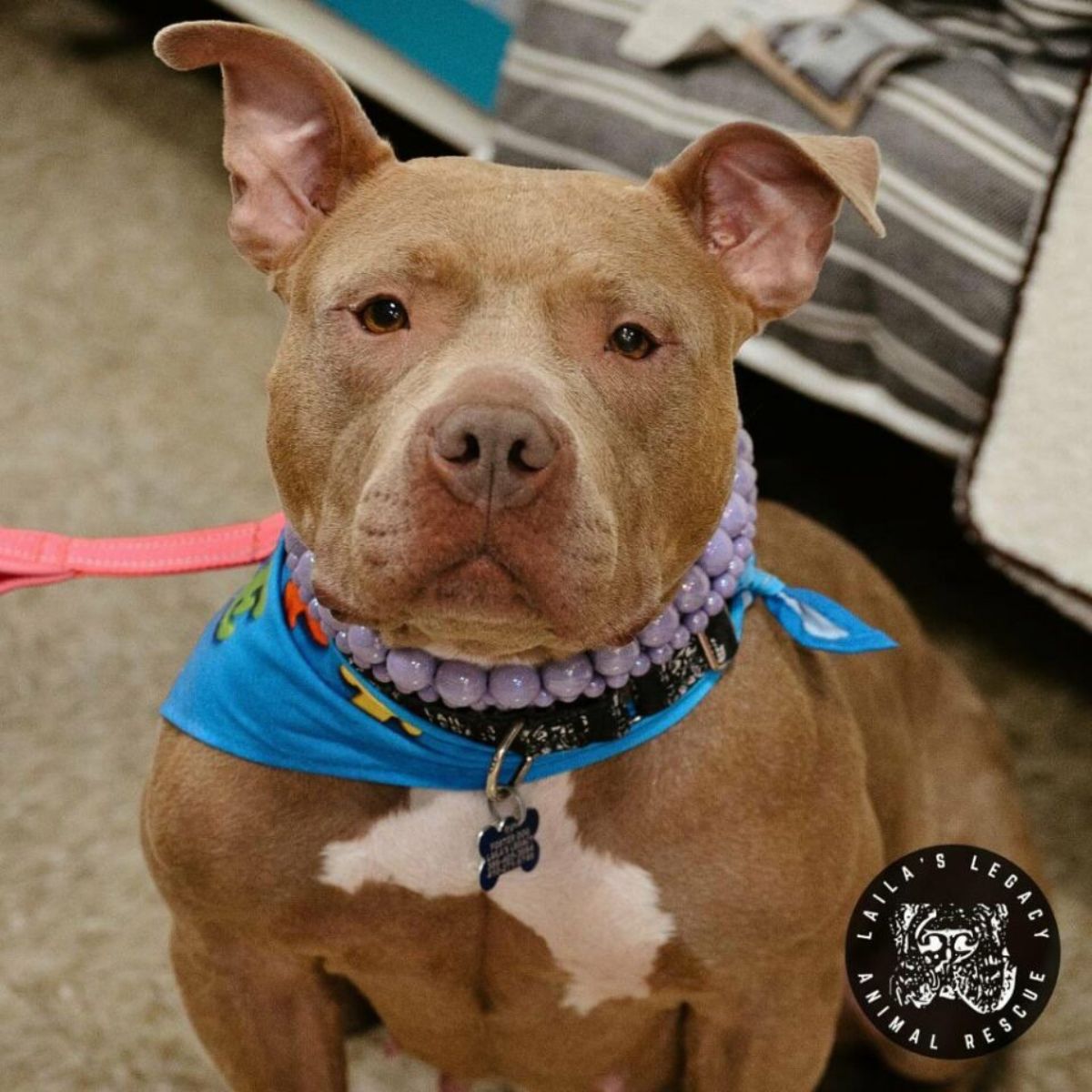 senior brown dog