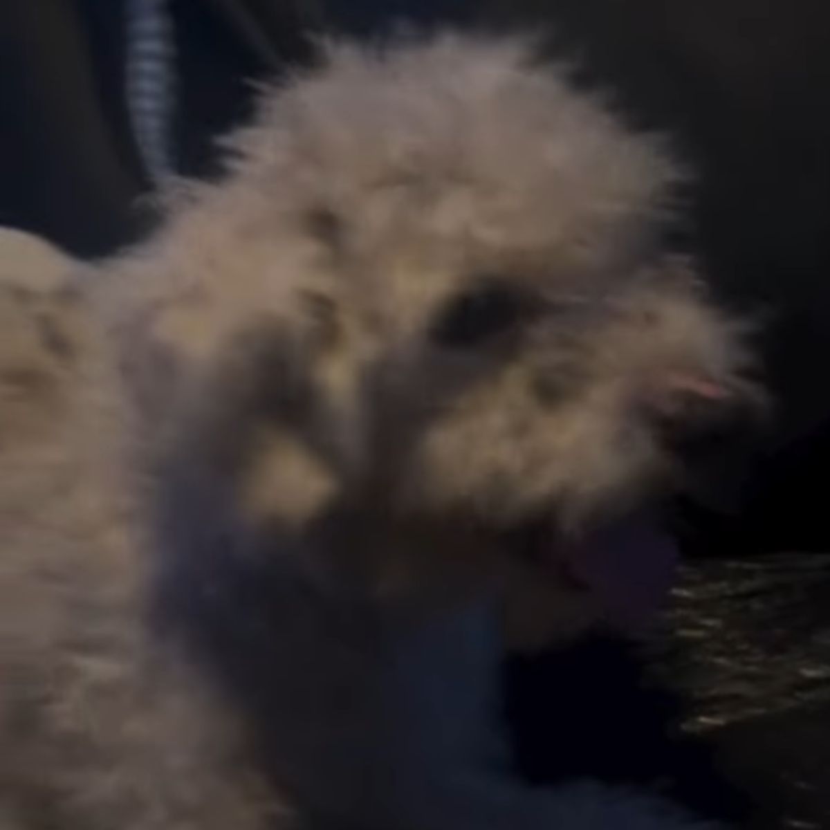 senior white dog