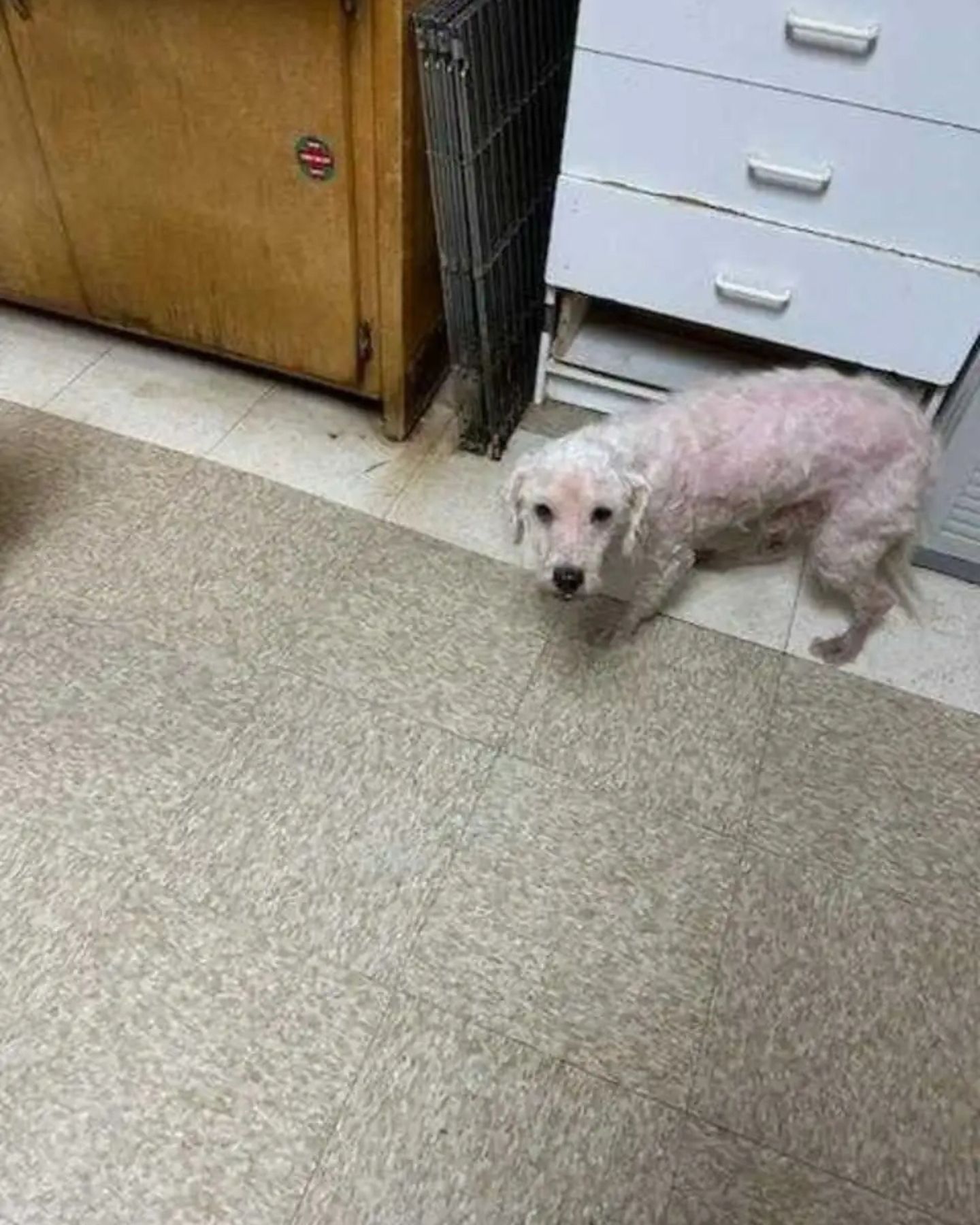 shaved white dog