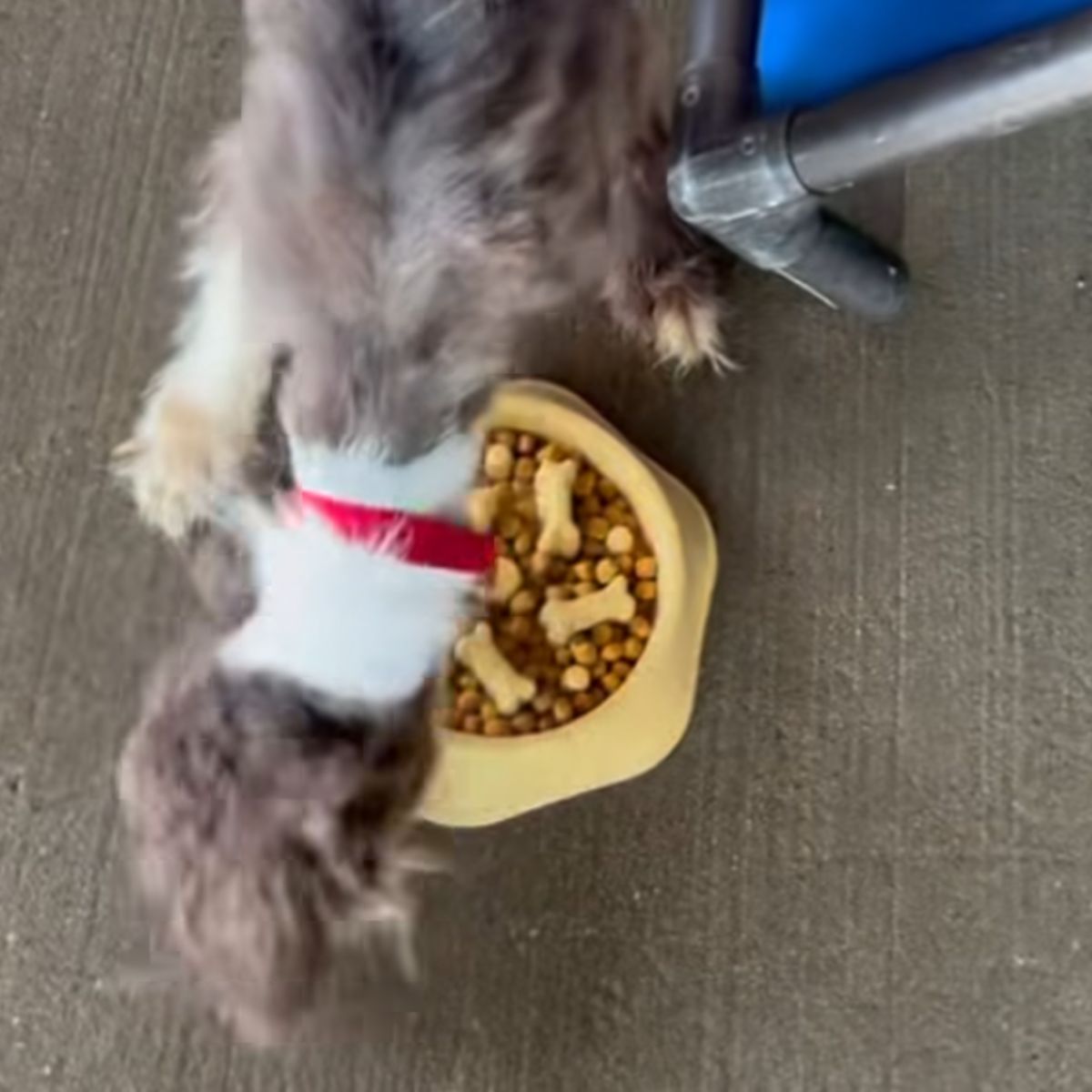 skinny dog eating a food