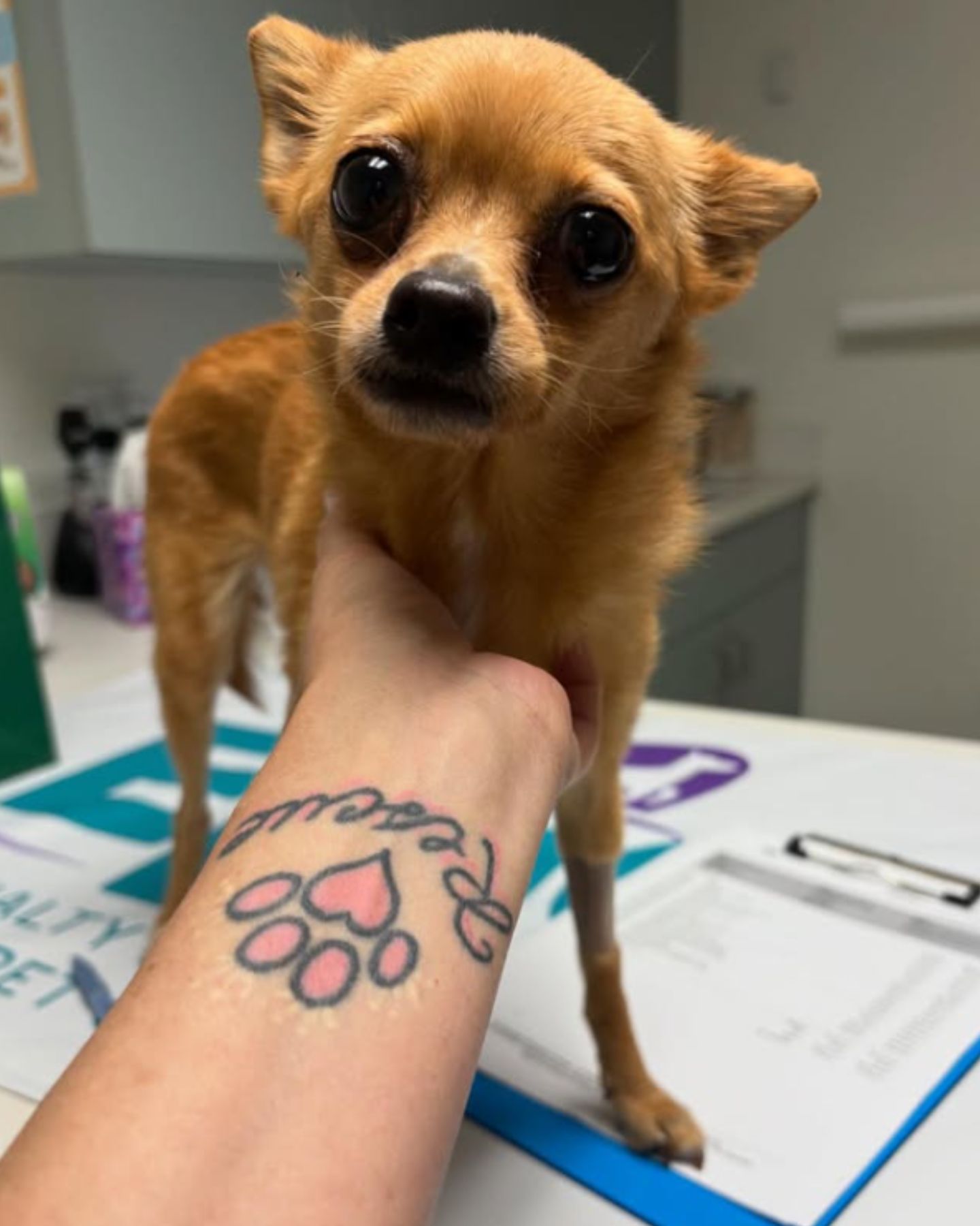 small brown dog