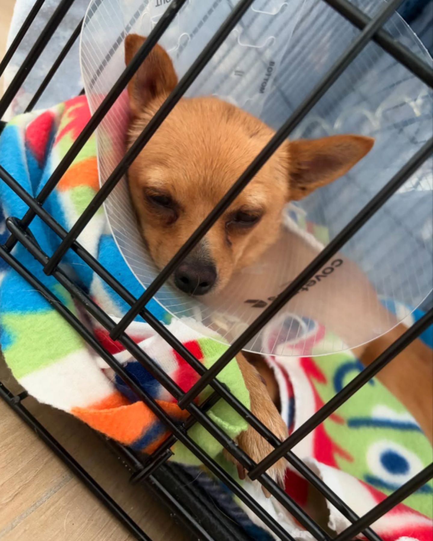 small dog sleeping