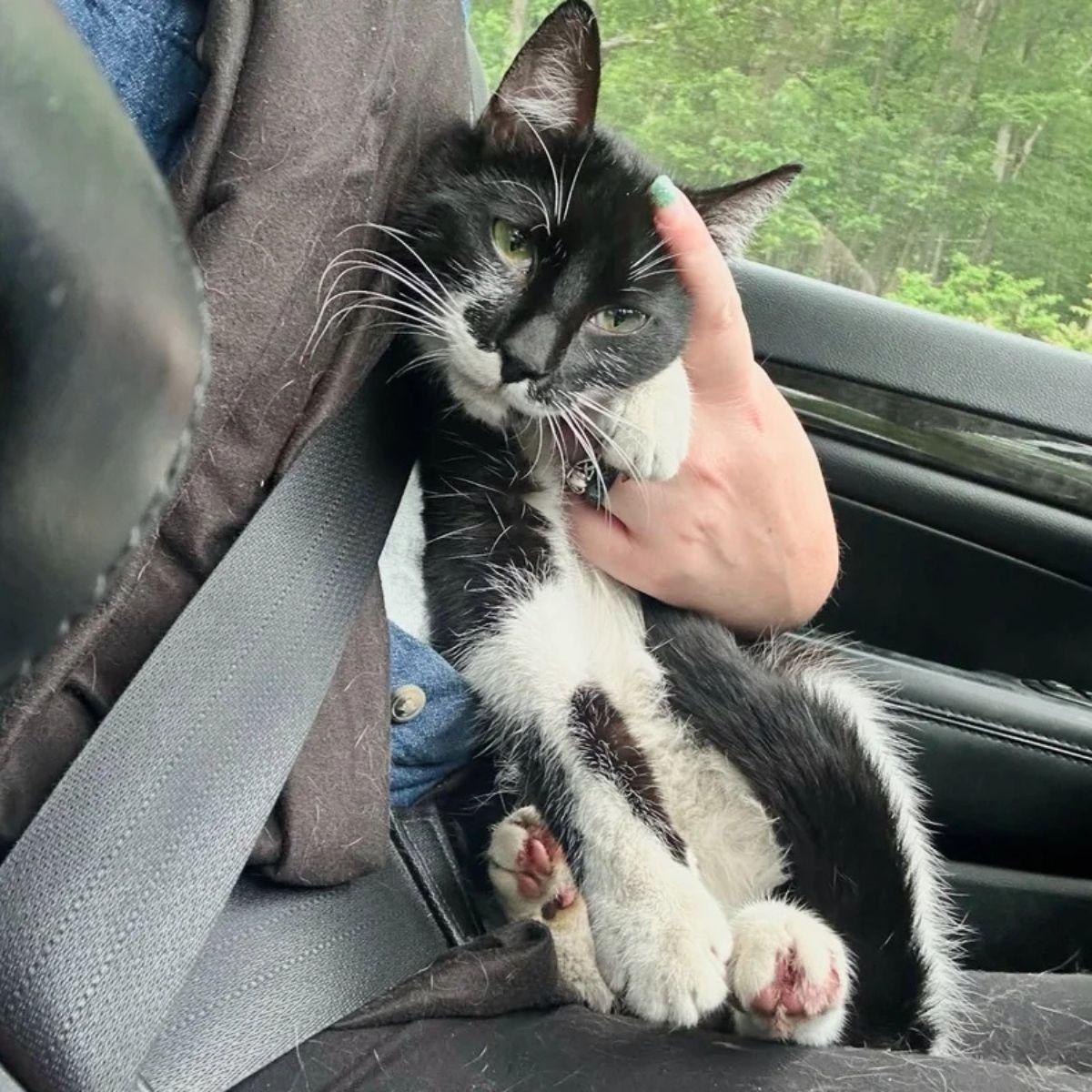stray black and white cat