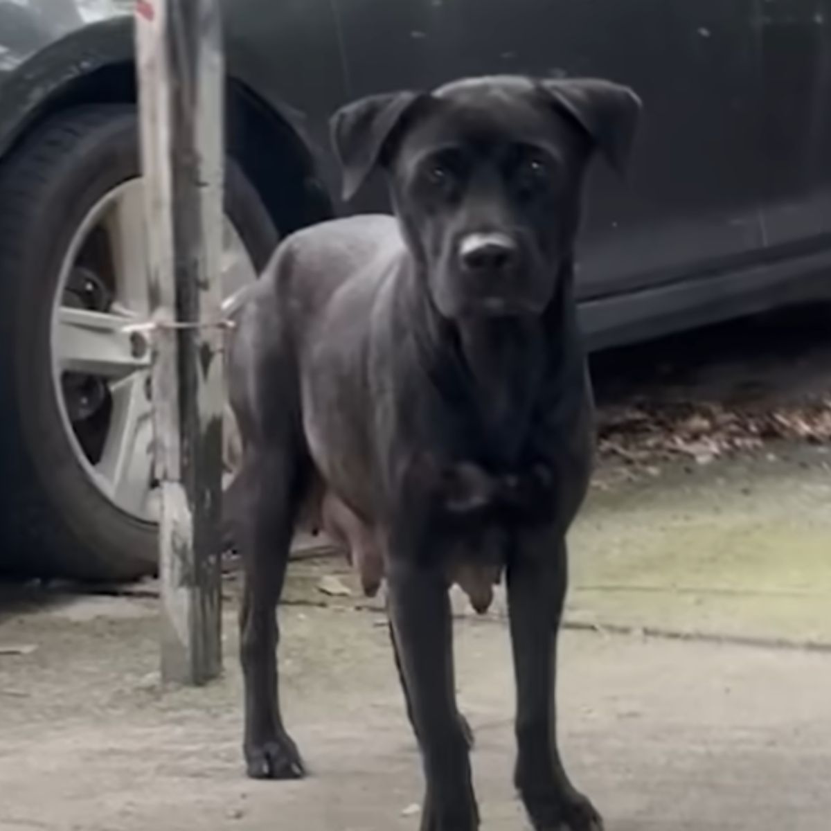 stray black dog