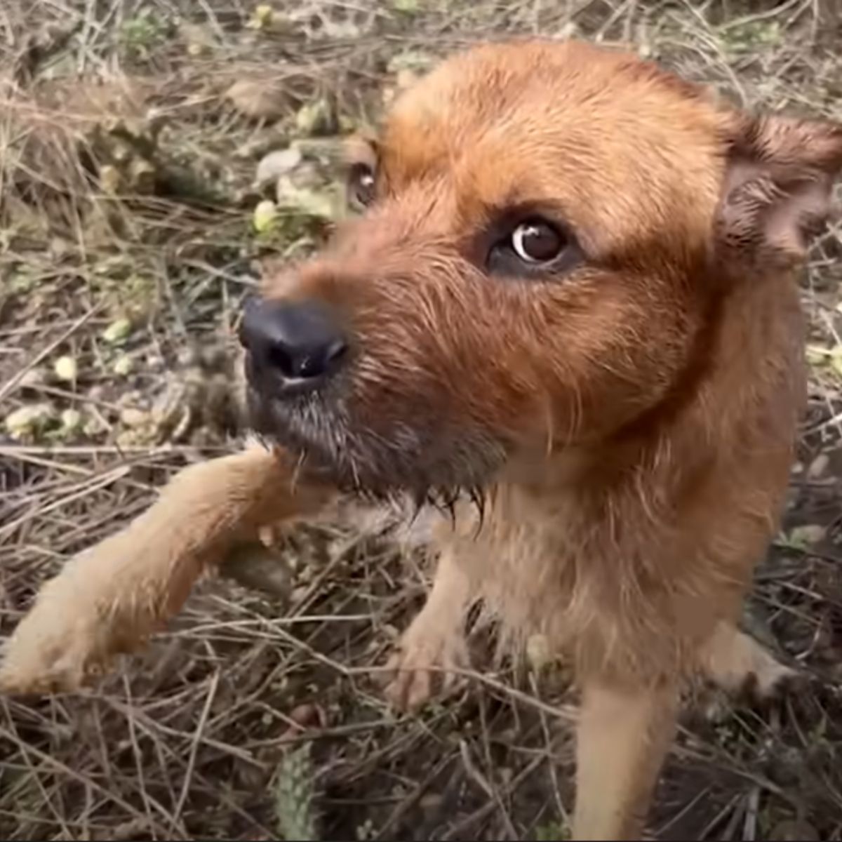 stray brown dog