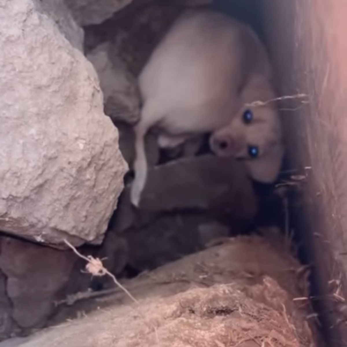 stray dog in hole