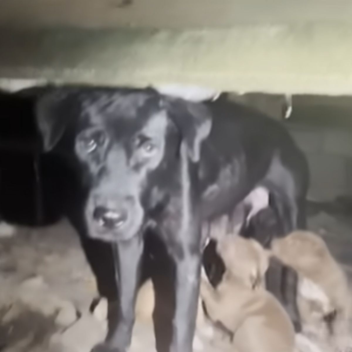 stray dog