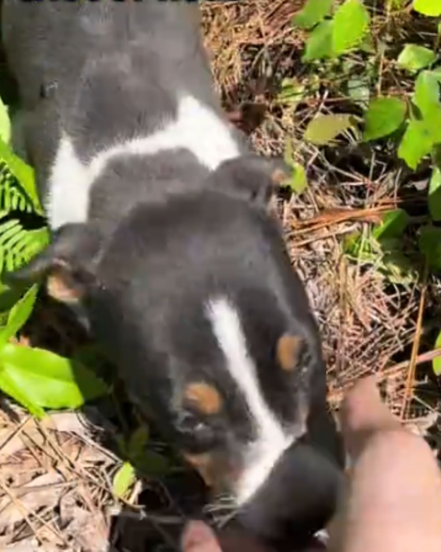 stray puppy