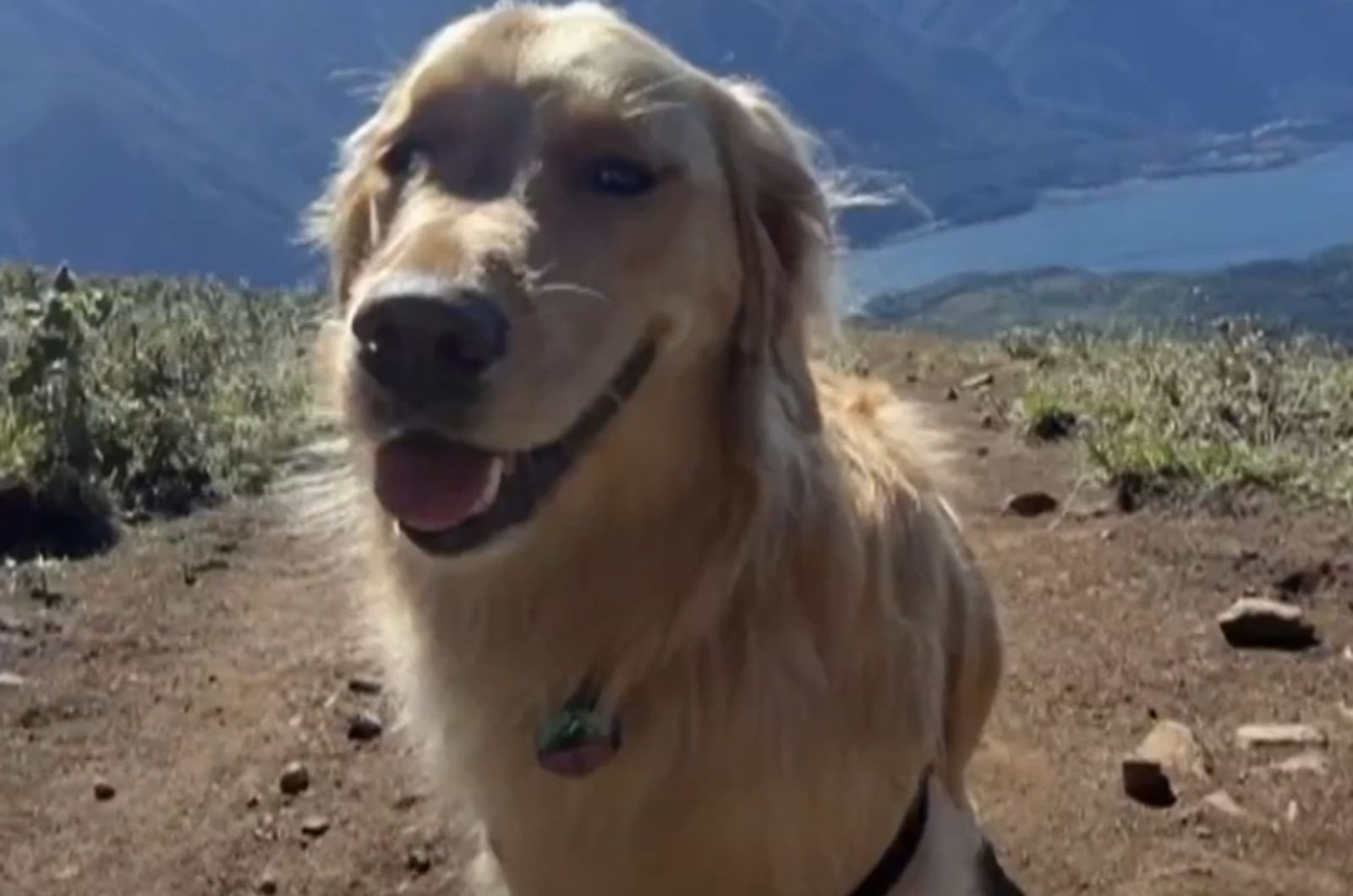 sweet Golden retriever