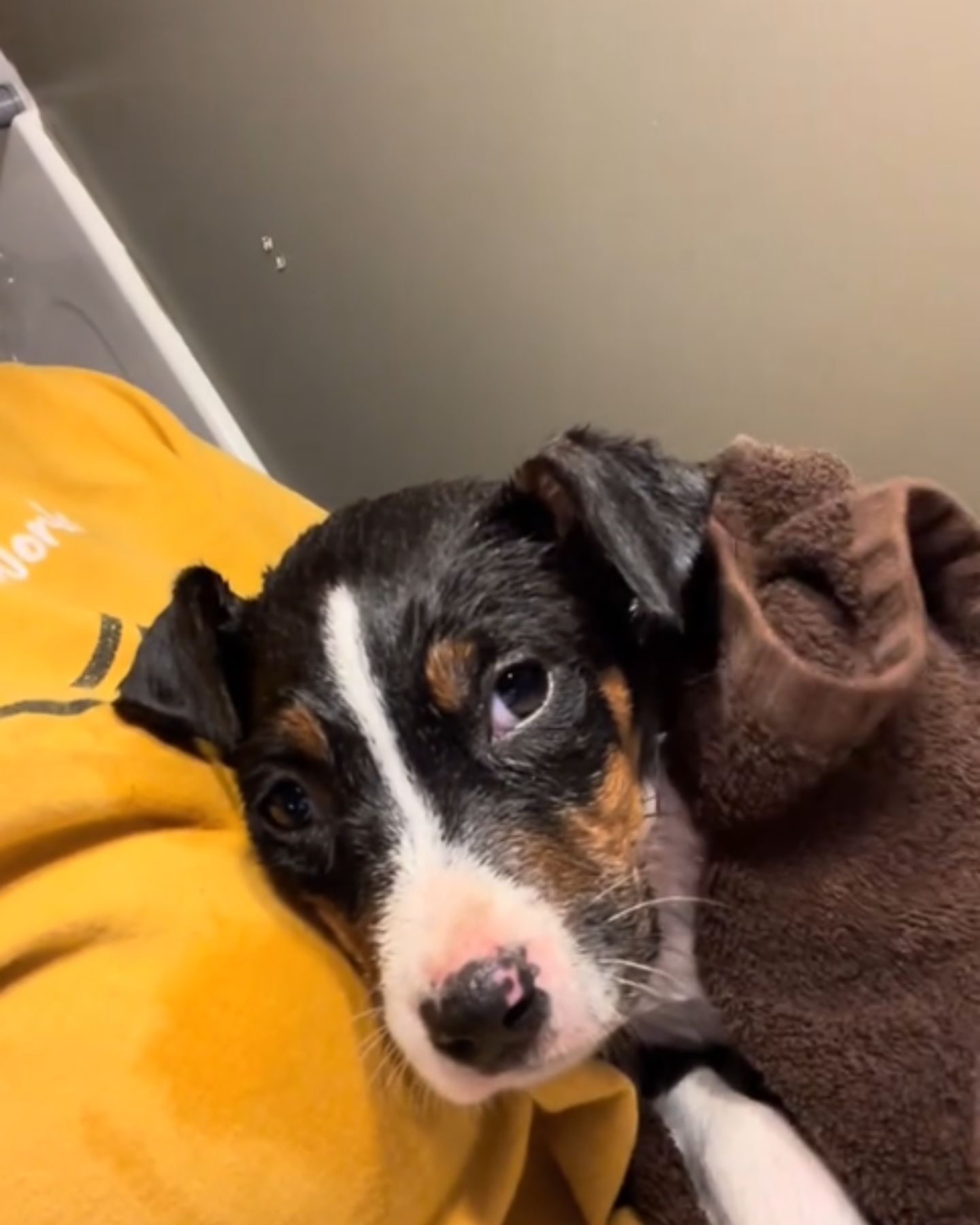 sweet adopted dog