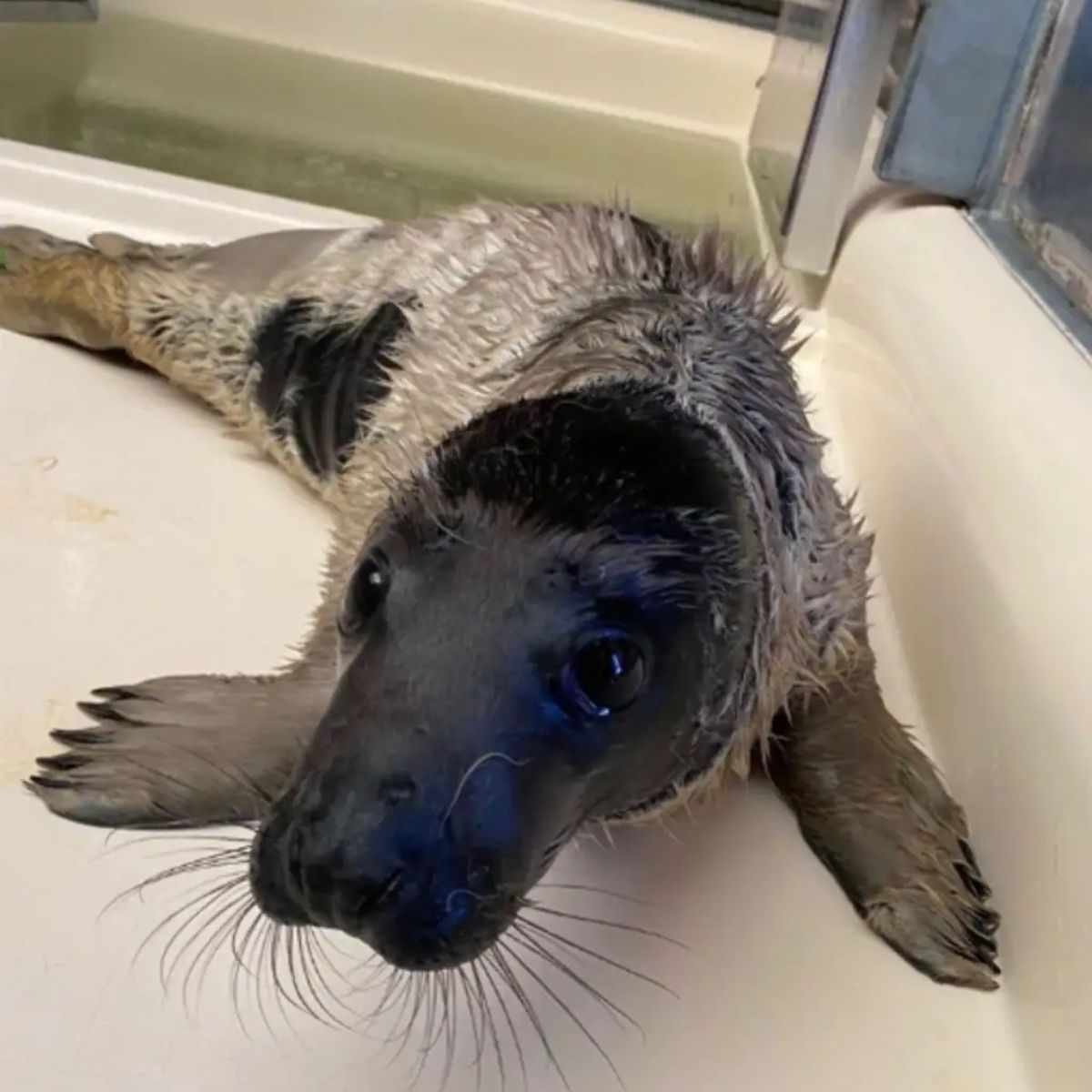 sweet baby seal