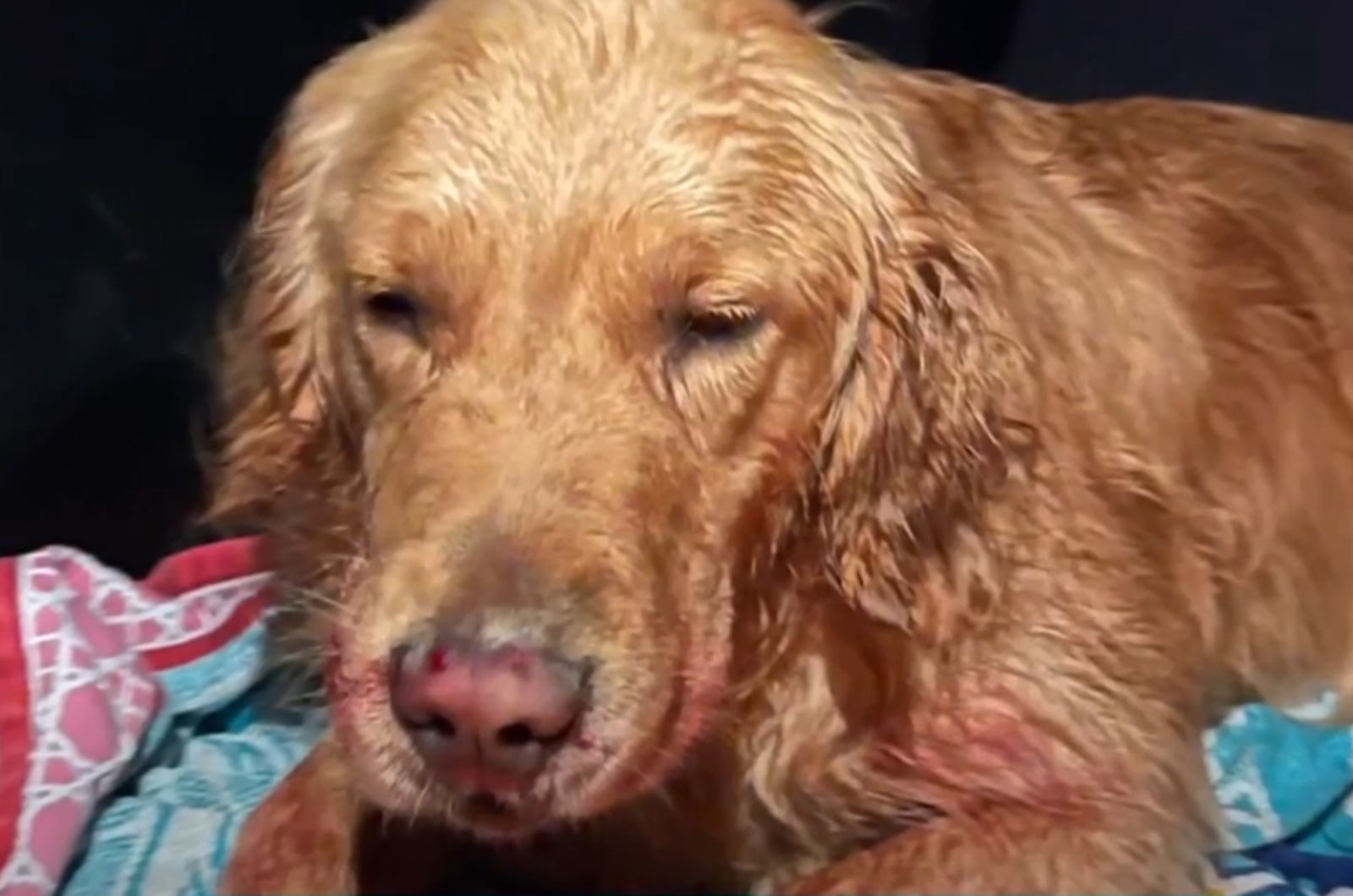 sweet brown dog