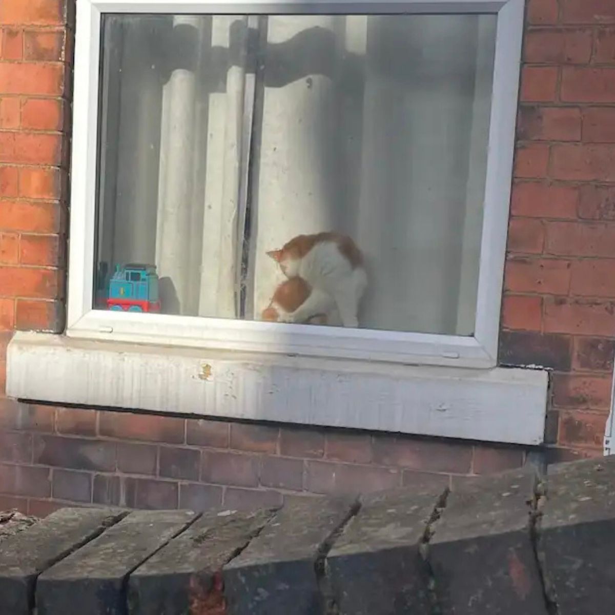 sweet cat on window