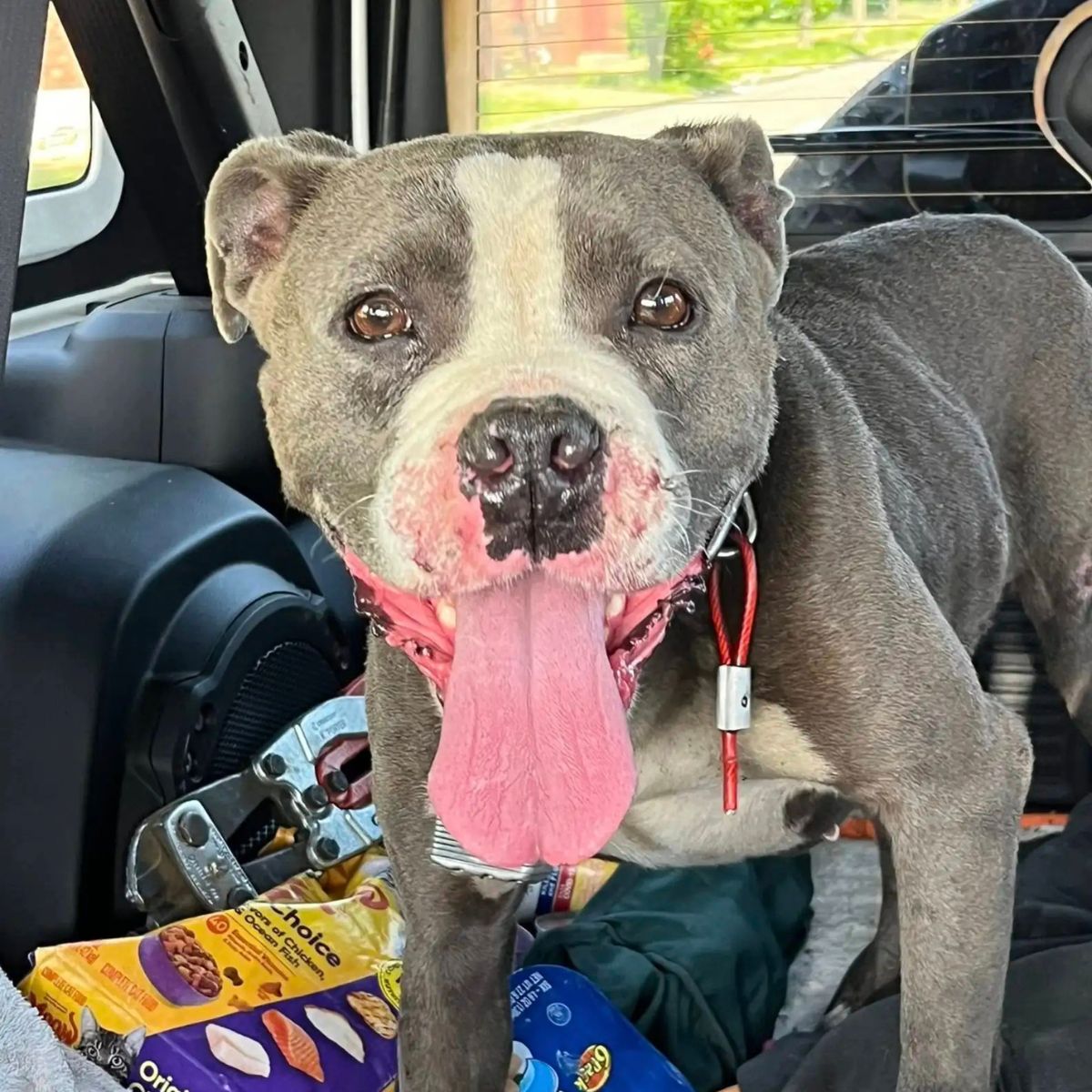 sweet dog in car
