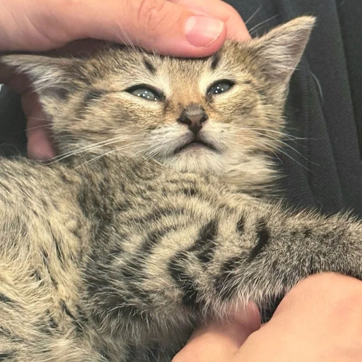 sweet gray kitten