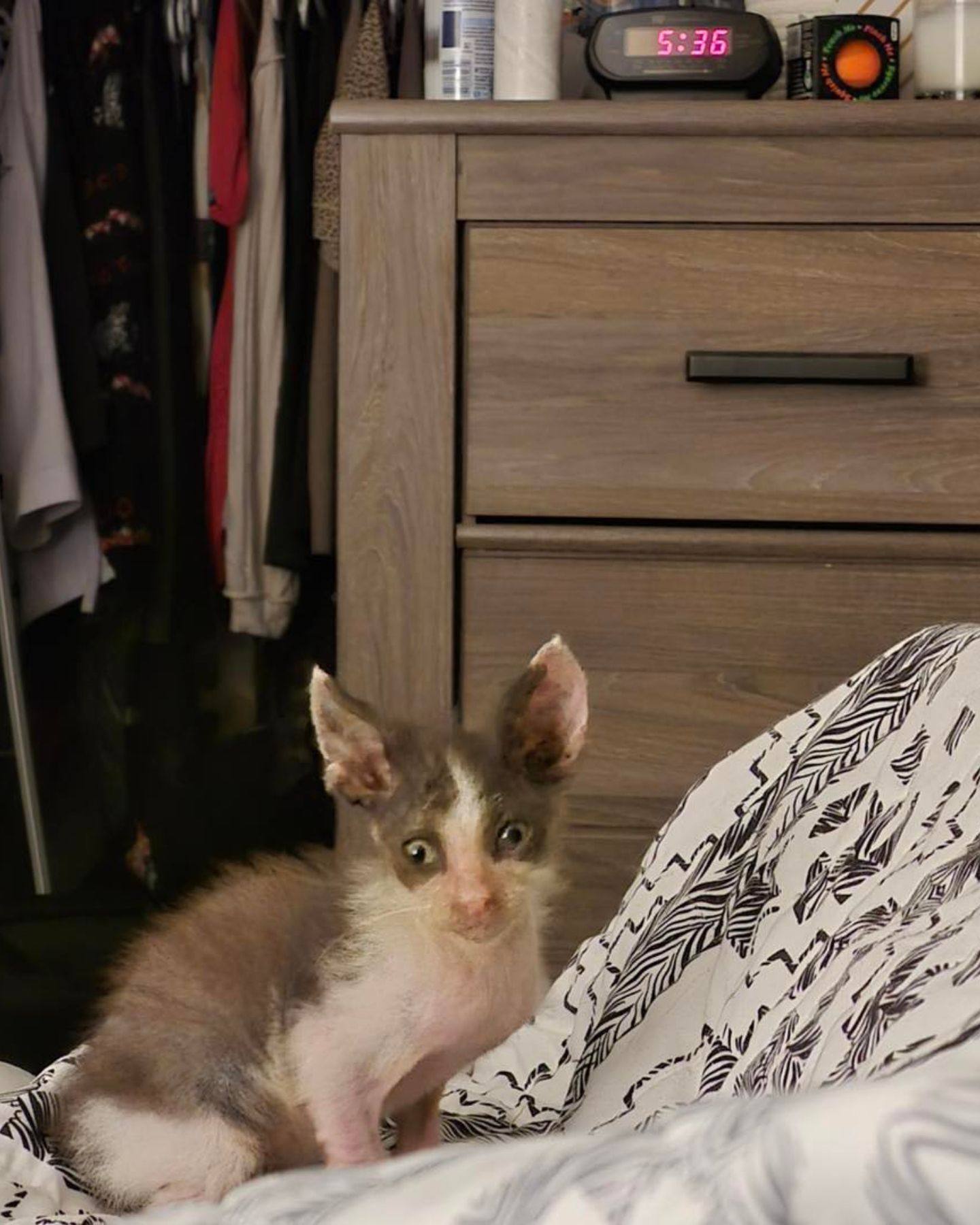 sweet kitten in house