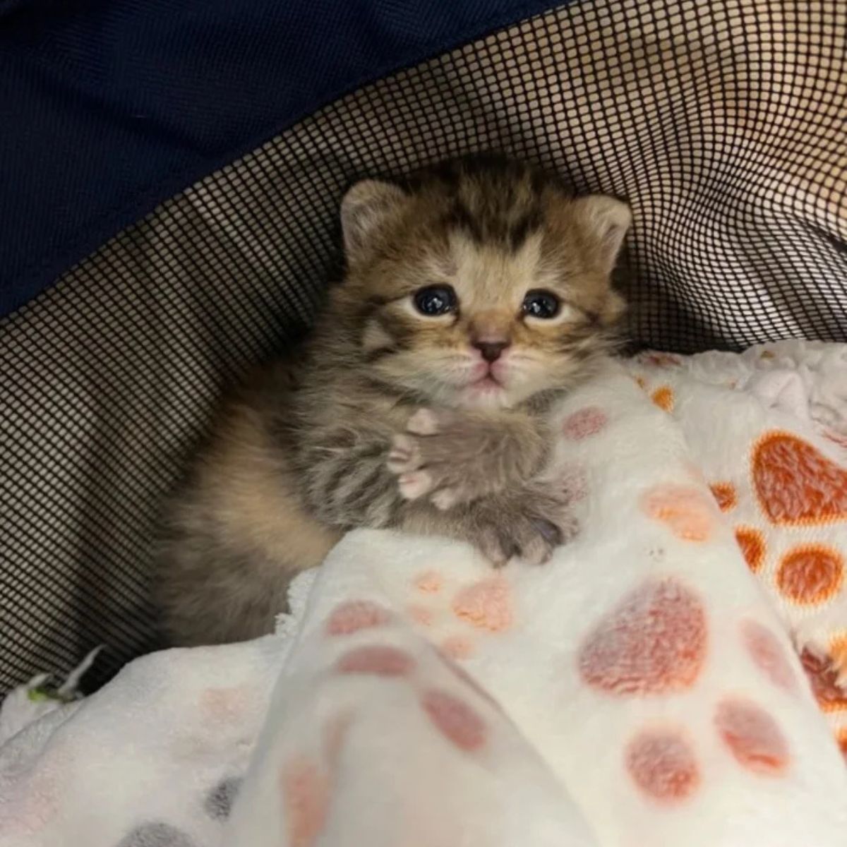 sweet kitten