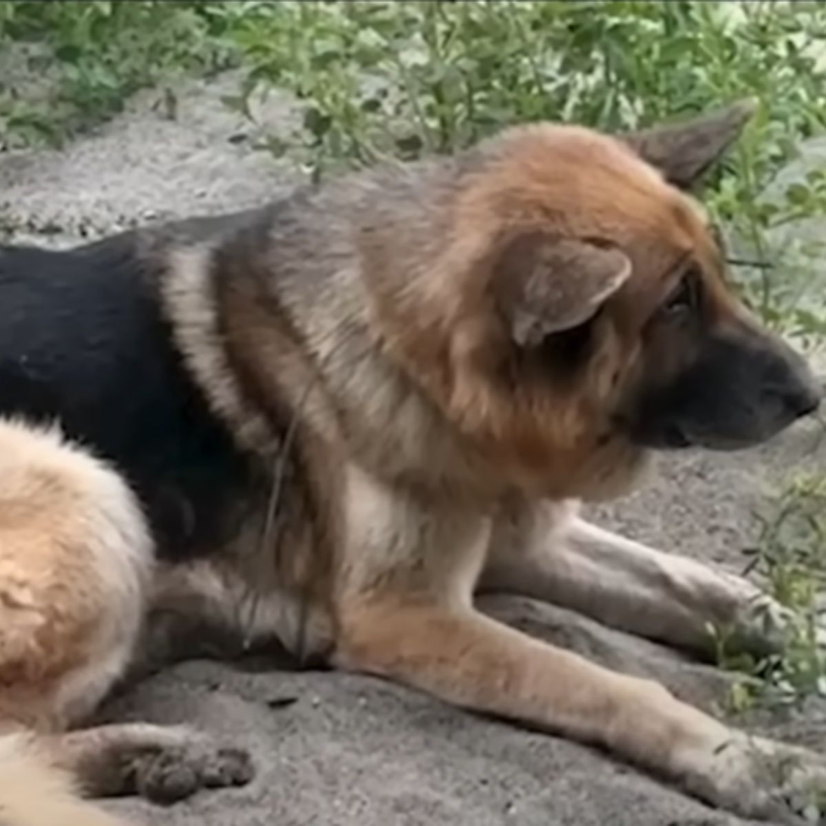 sweet old dog sitting