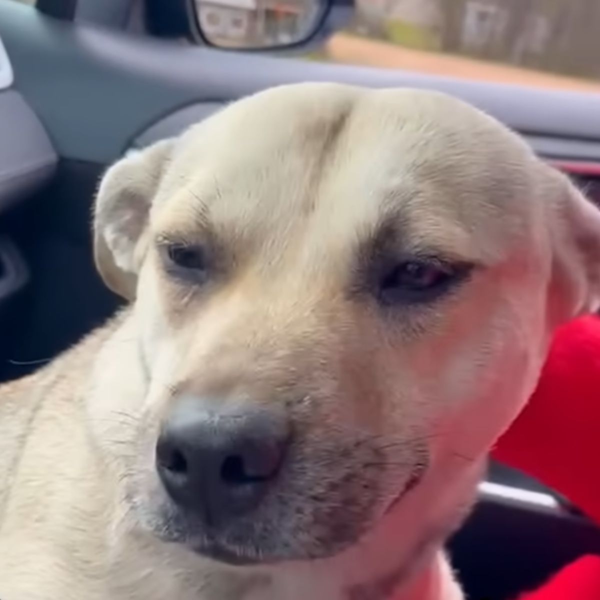 sweet pregnant dog