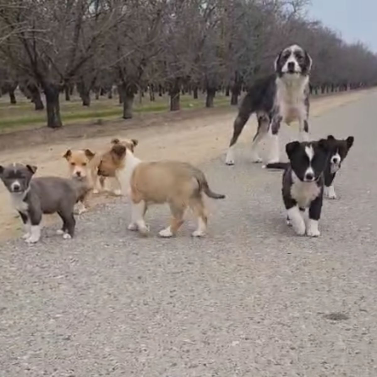 sweet puppies on road
