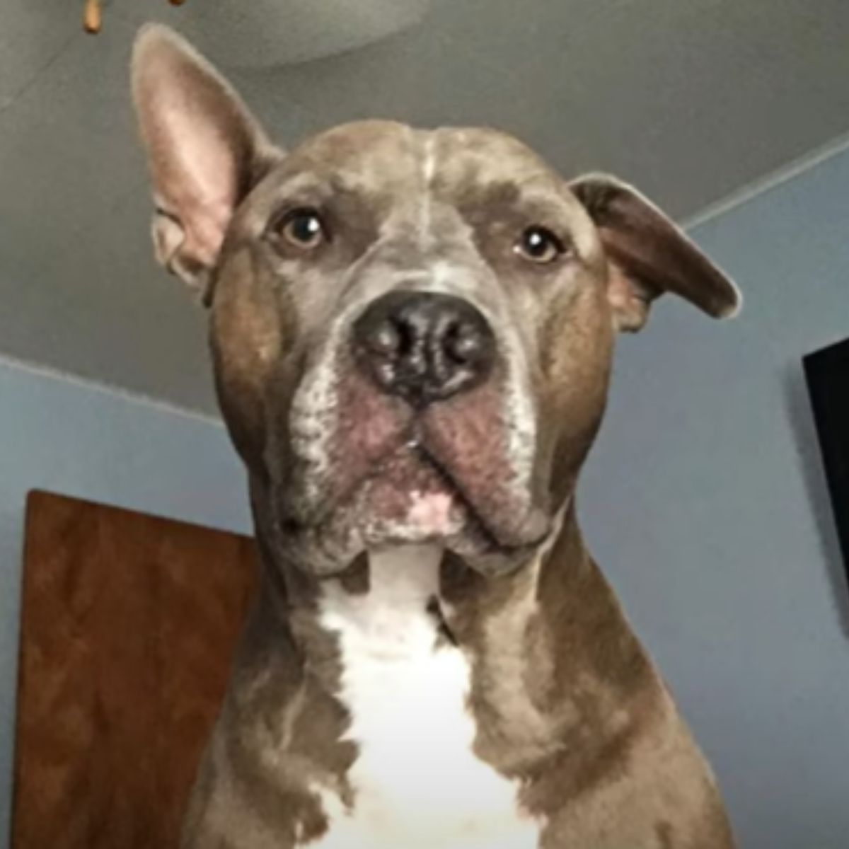 sweet senior dog