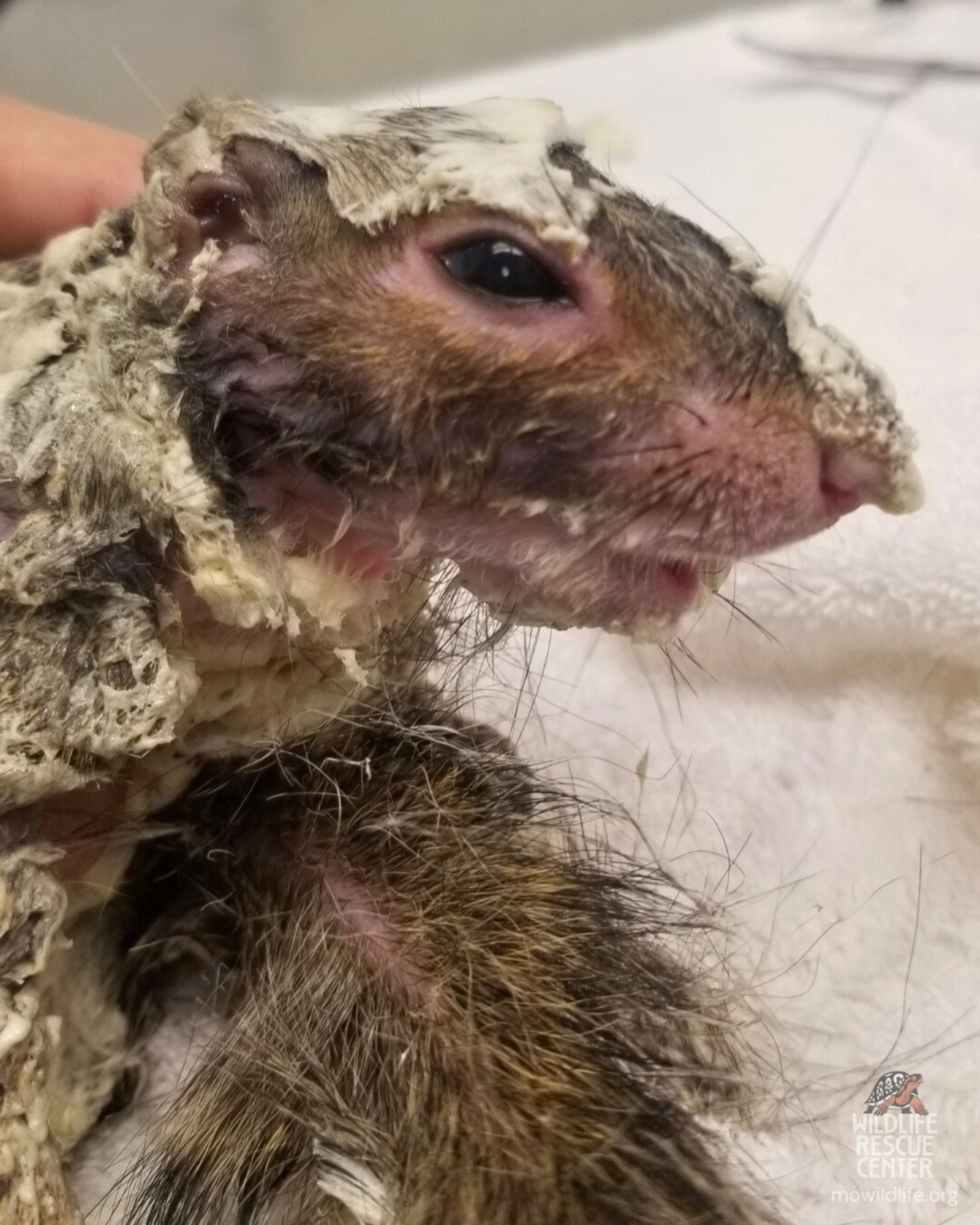 sweet squirrel