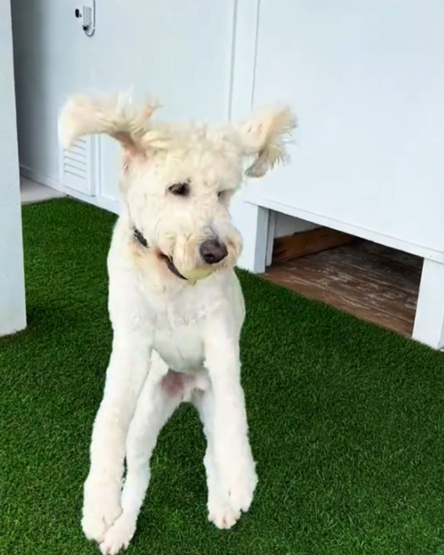 sweet white dog