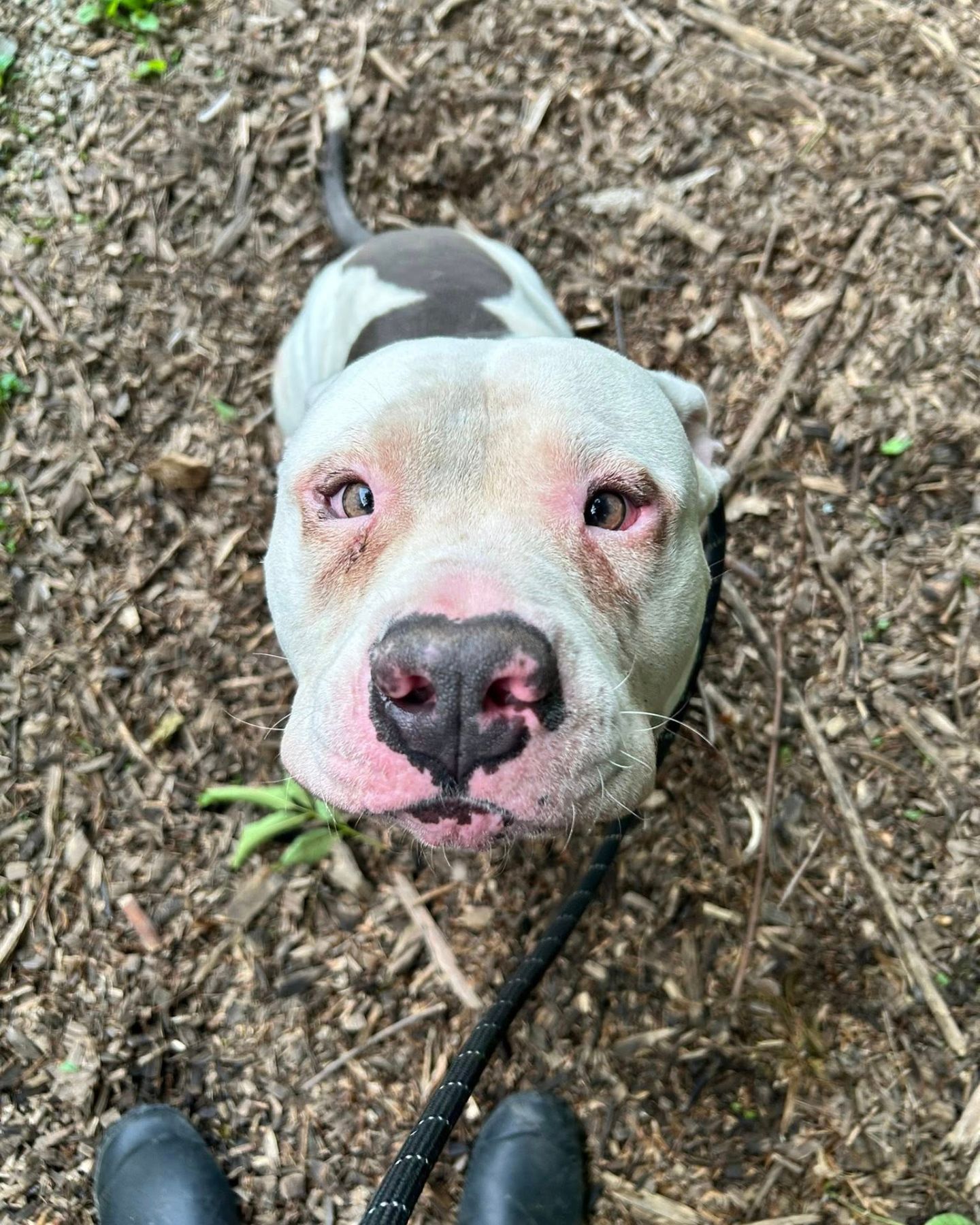 sweet white dog