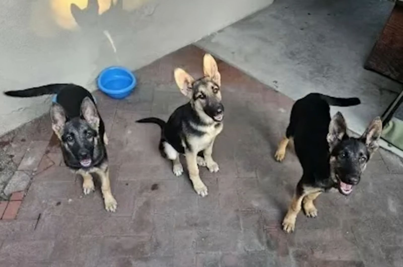 three beautiful dogs
