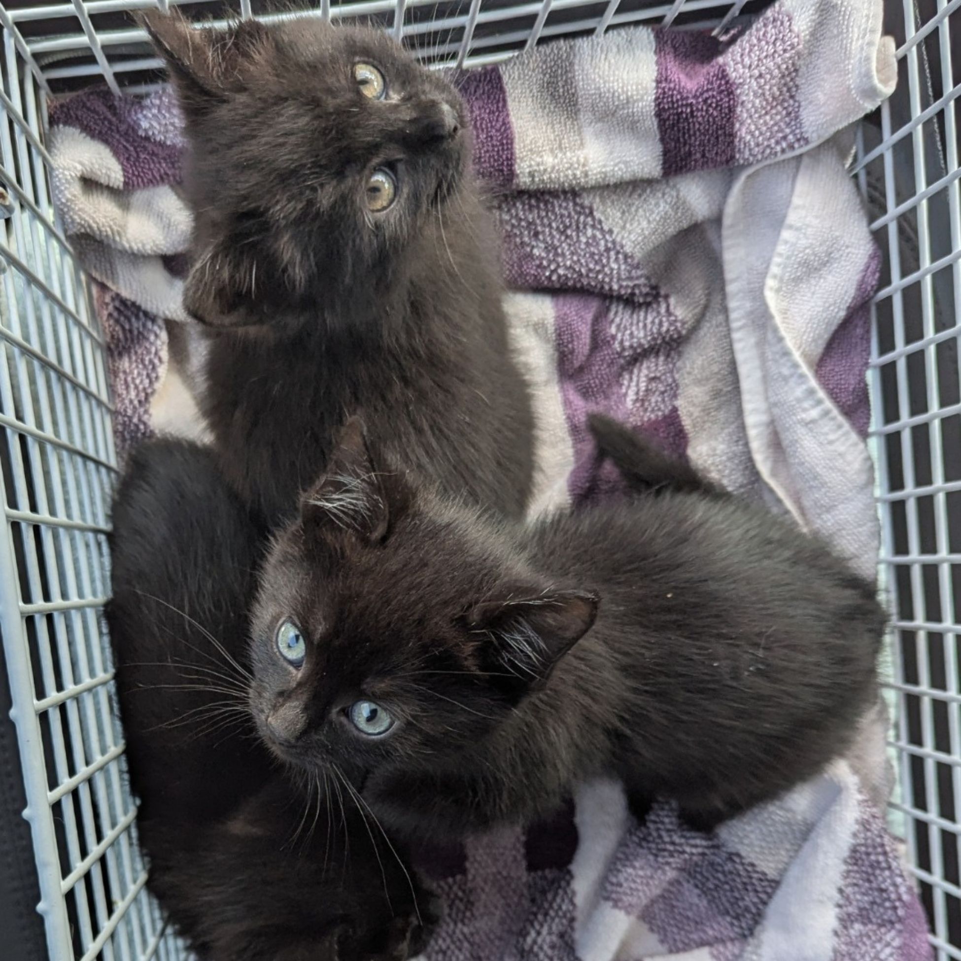 three black kittens