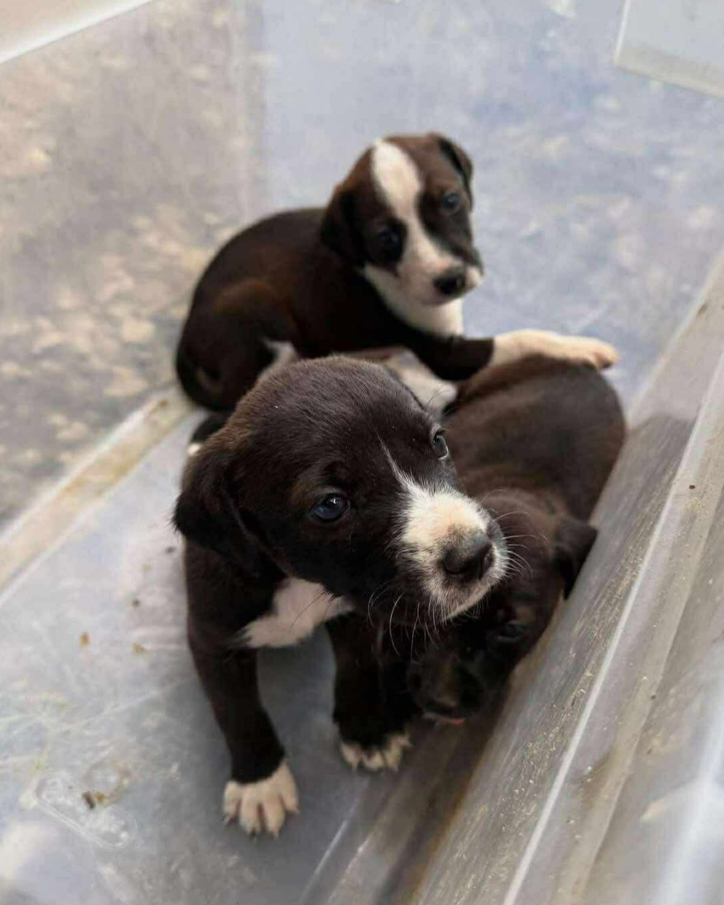 three black puppies