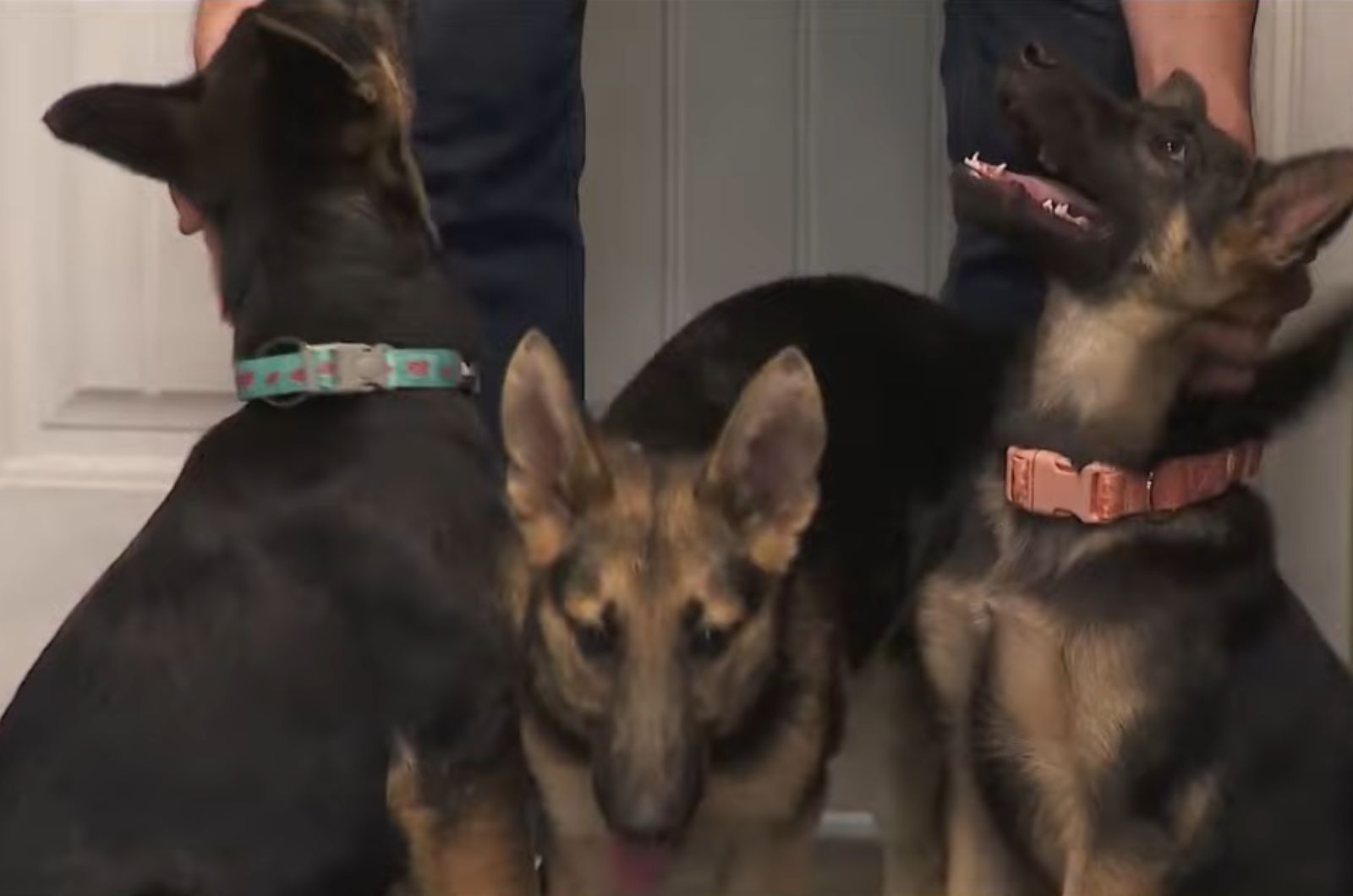 three cute dogs