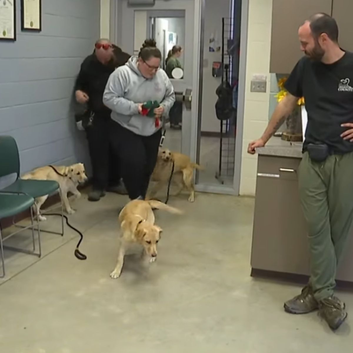 three dogs in building