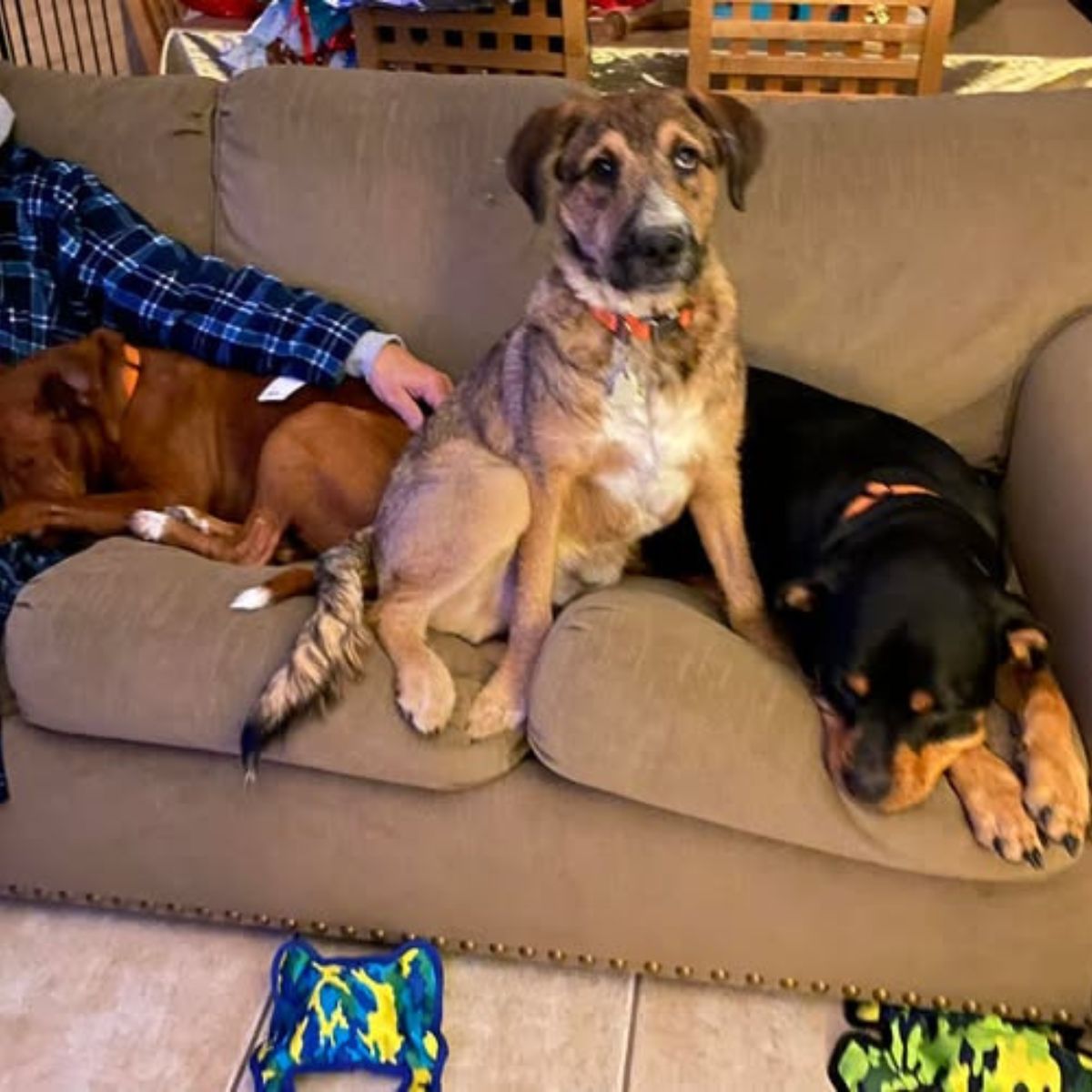 three dogs on couch