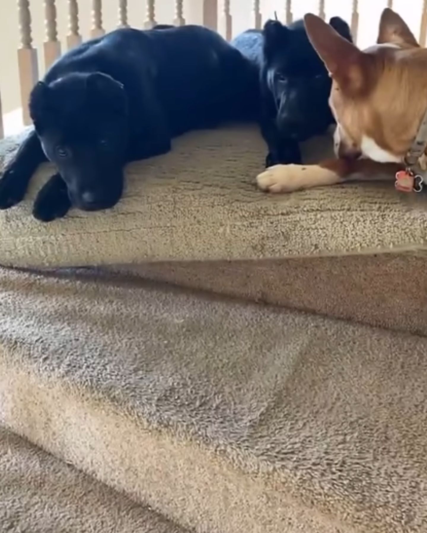 three sweet dogs laying down